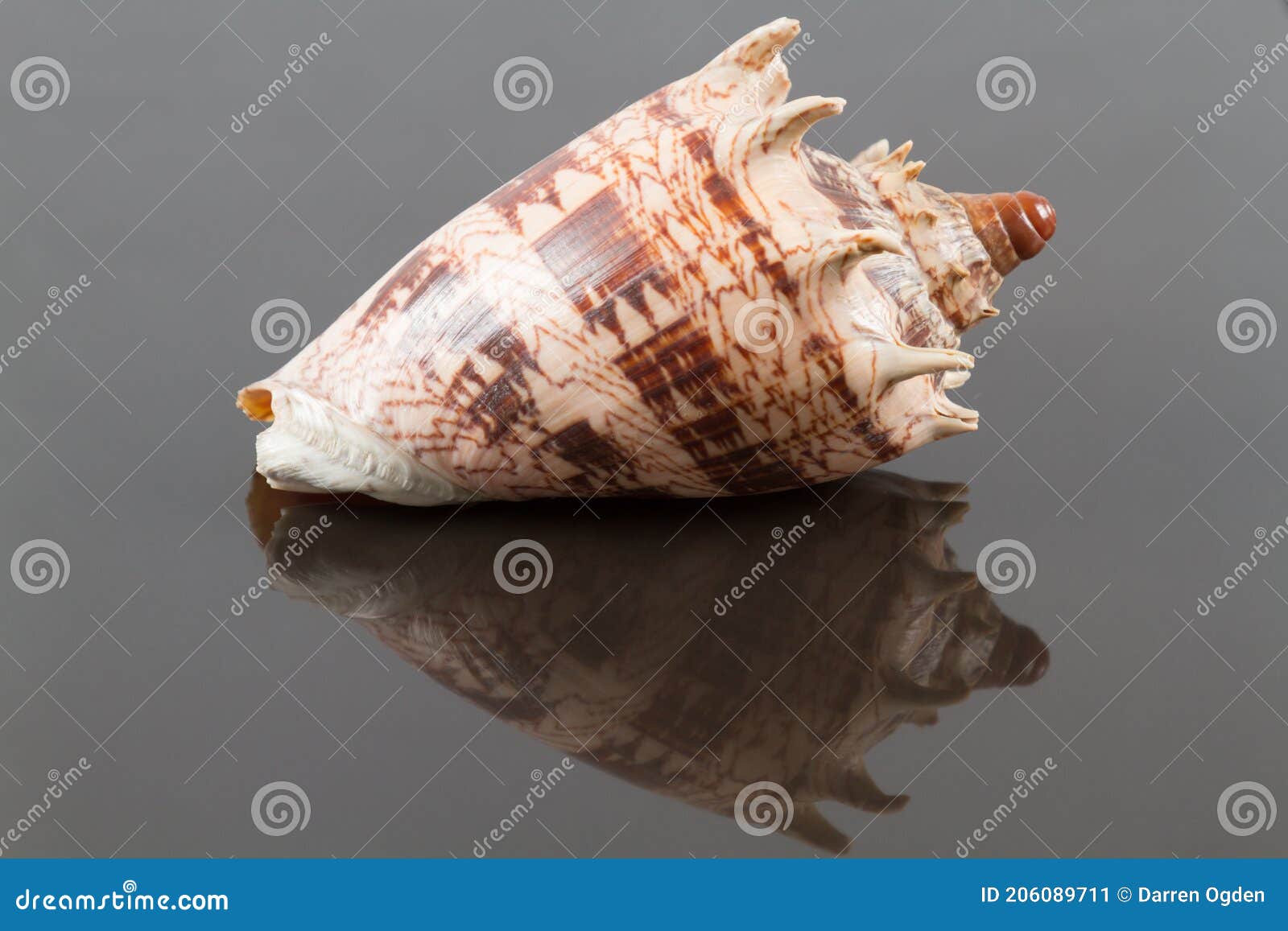 voluta imperialis seashell with reflection