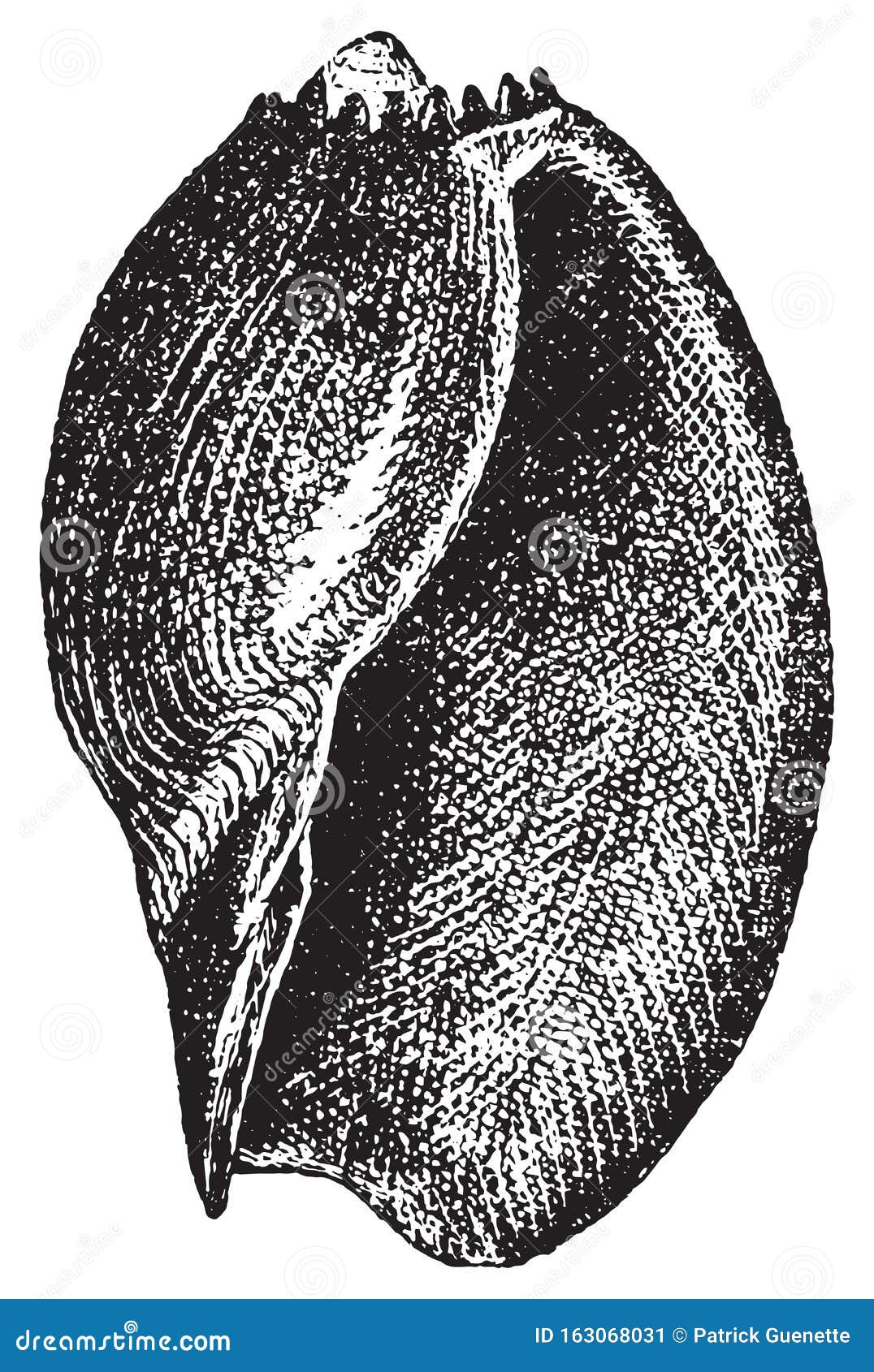 volute or voluta aethiopica, vintage engraving