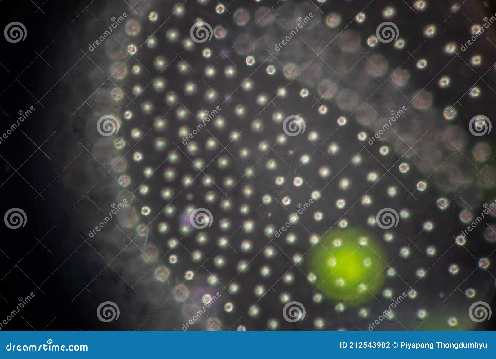 Volvox in Drop of Water Under the Microscope. Stock Photo Image of charophyte, laboratory