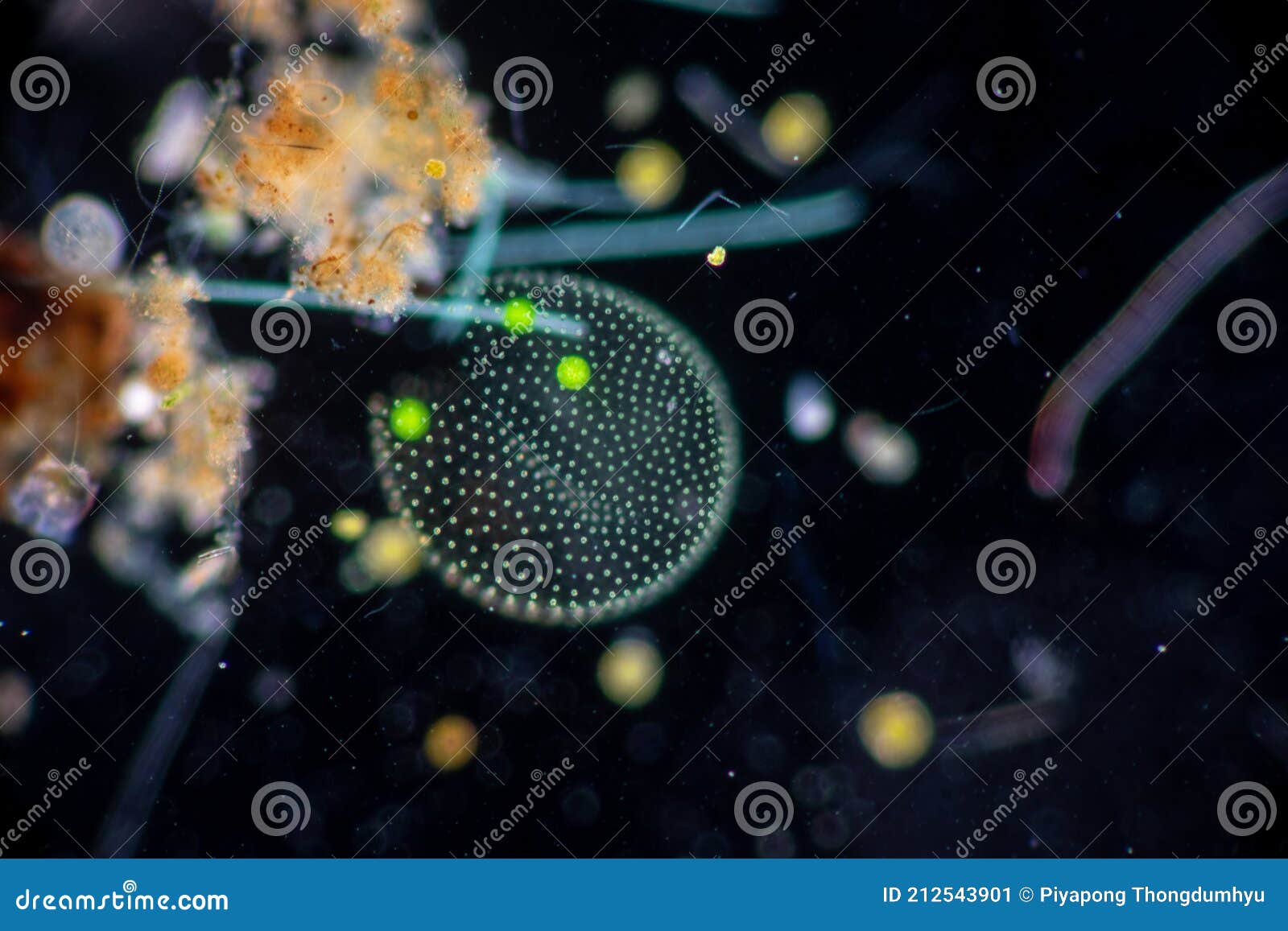 Volvox in Drop of Water Under the Microscope. Stock Image Image of lesson, classroom 212543901