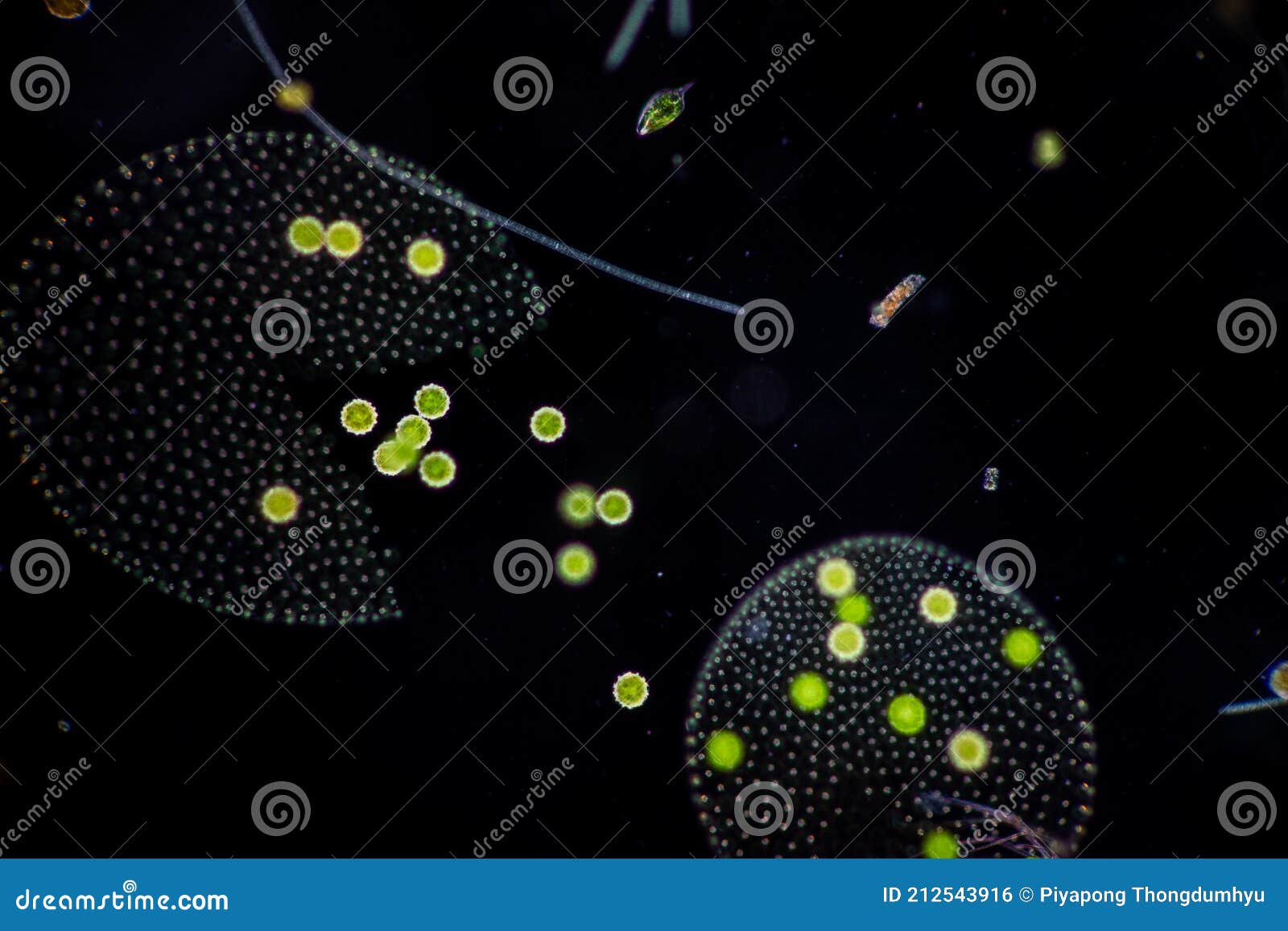 Volvox in Drop of Water Under the Microscope. Stock Photo Image of lesson, classroom 212543916