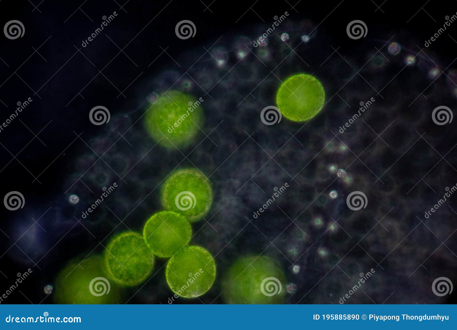 Volvox in Drop of Water Under the Microscope. Stock Photo Image of macro, aureus 195885890
