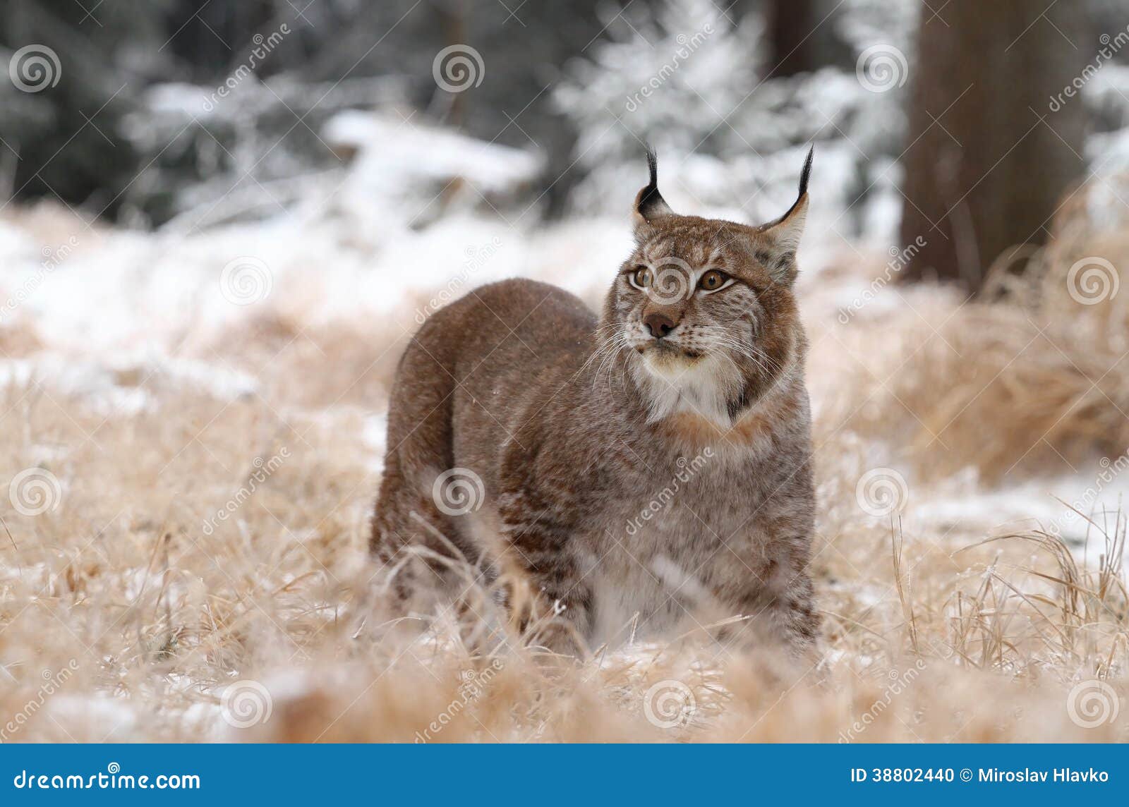 Volwassen lynx stock foto. Image of elegant, winter, onbetrouwbaar ...
