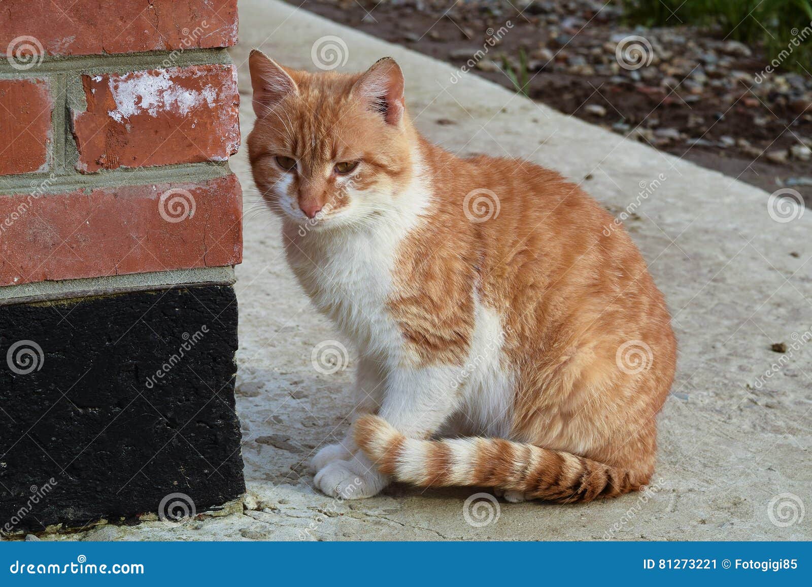 Volwassen Rode Kat Het Zitten Op Concrete Rode Kat Stock Afbeelding - Image huis: 81273221