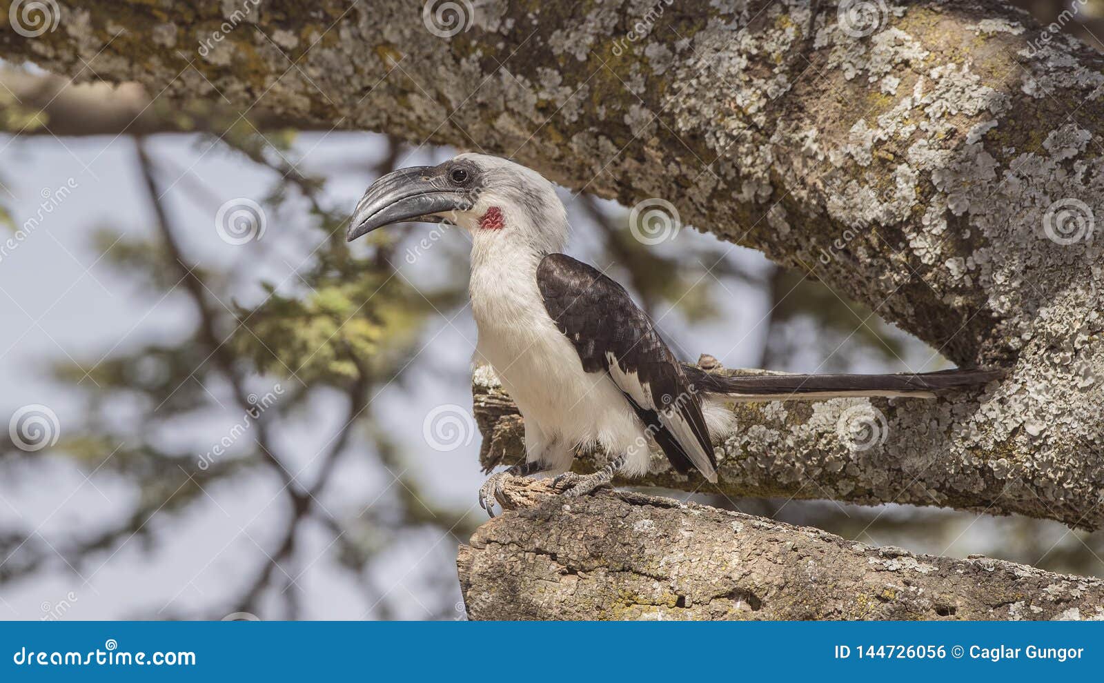 von der decken`s hornbill on tree branch