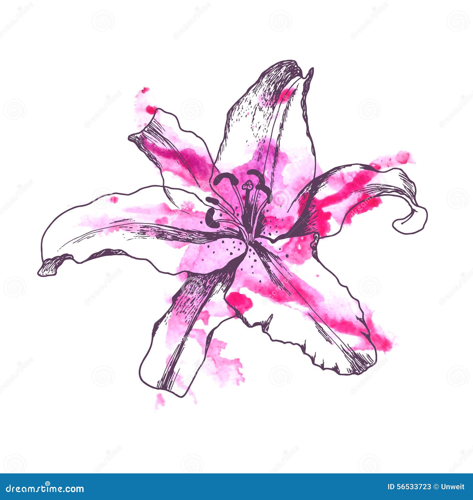 Von Hand Gezeichnete Lilie Vektor Abbildung Illustration Von Blumen 56533723