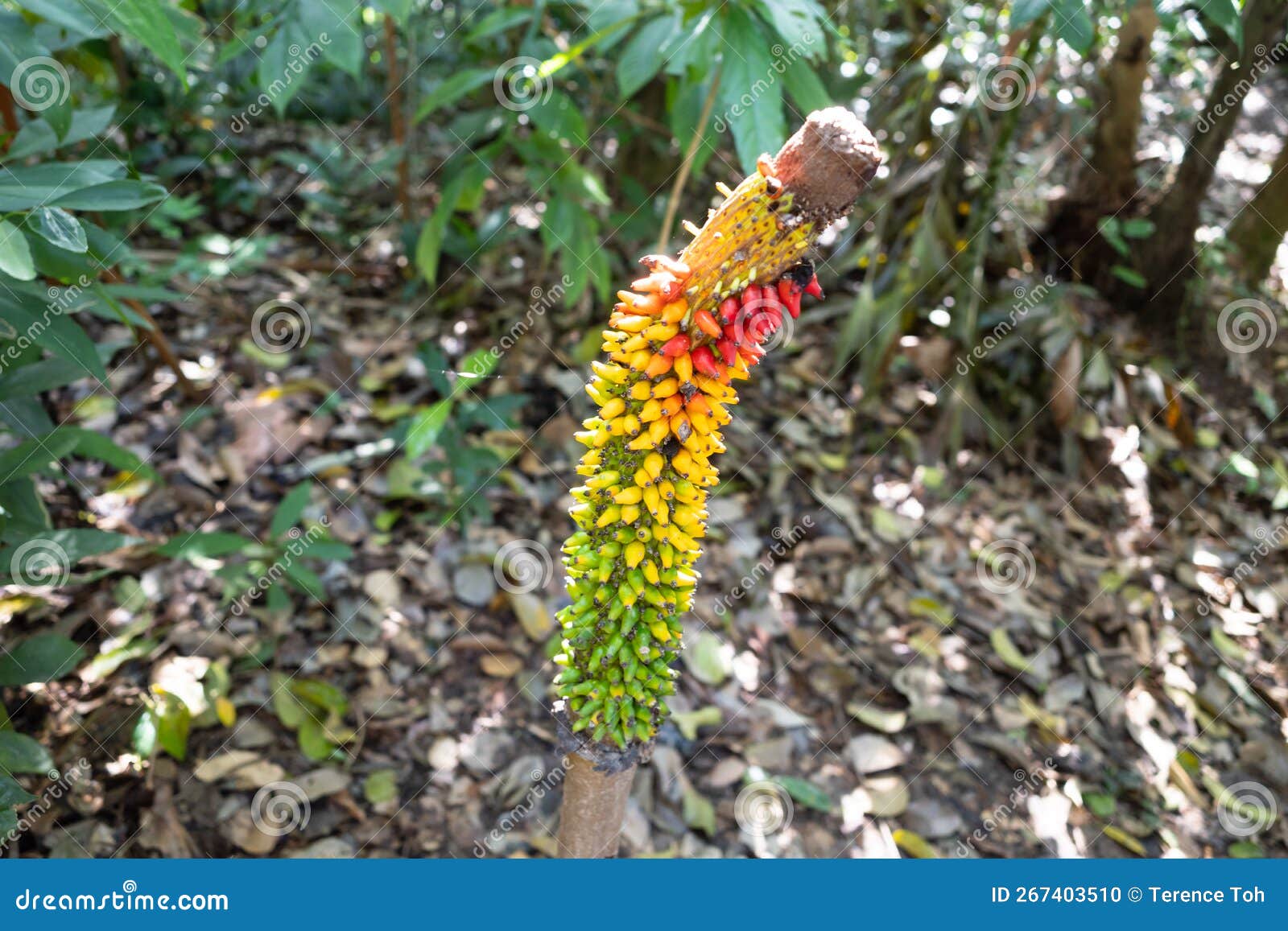 Voodoo Lily or Corpse Flowers in the Fruit Stage of Evolvement Inside a