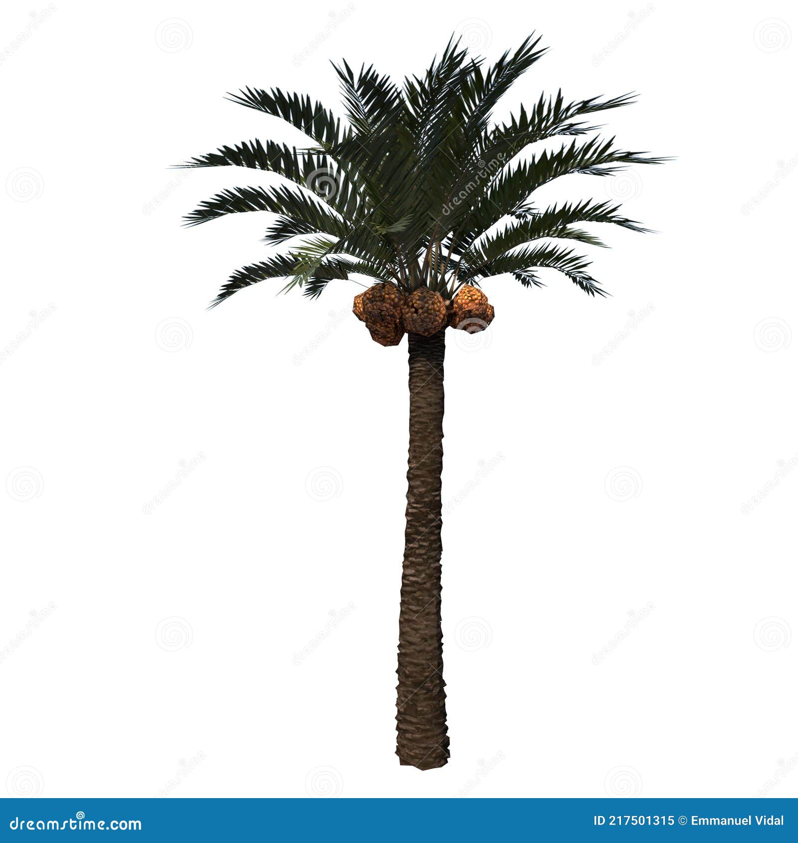 Vorderansicht Der Pflanze Kokospalme Baum 1 Baum Weiss Hintergrund 3d Rendering Illustration 3d Stock Abbildung Illustration Von Frontseite Laub 217501315