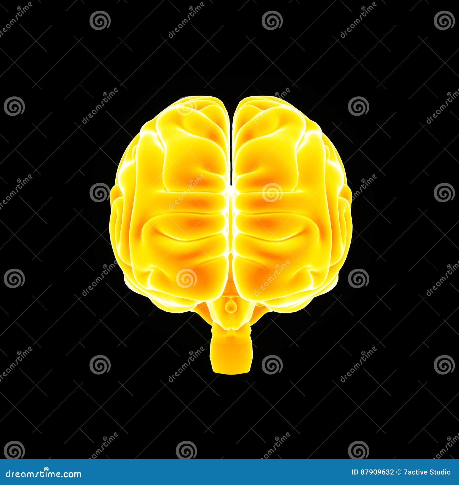 Vorderansicht Des Menschlichen Gehirns Stock Abbildung Illustration Von Kleinhirn Graphik