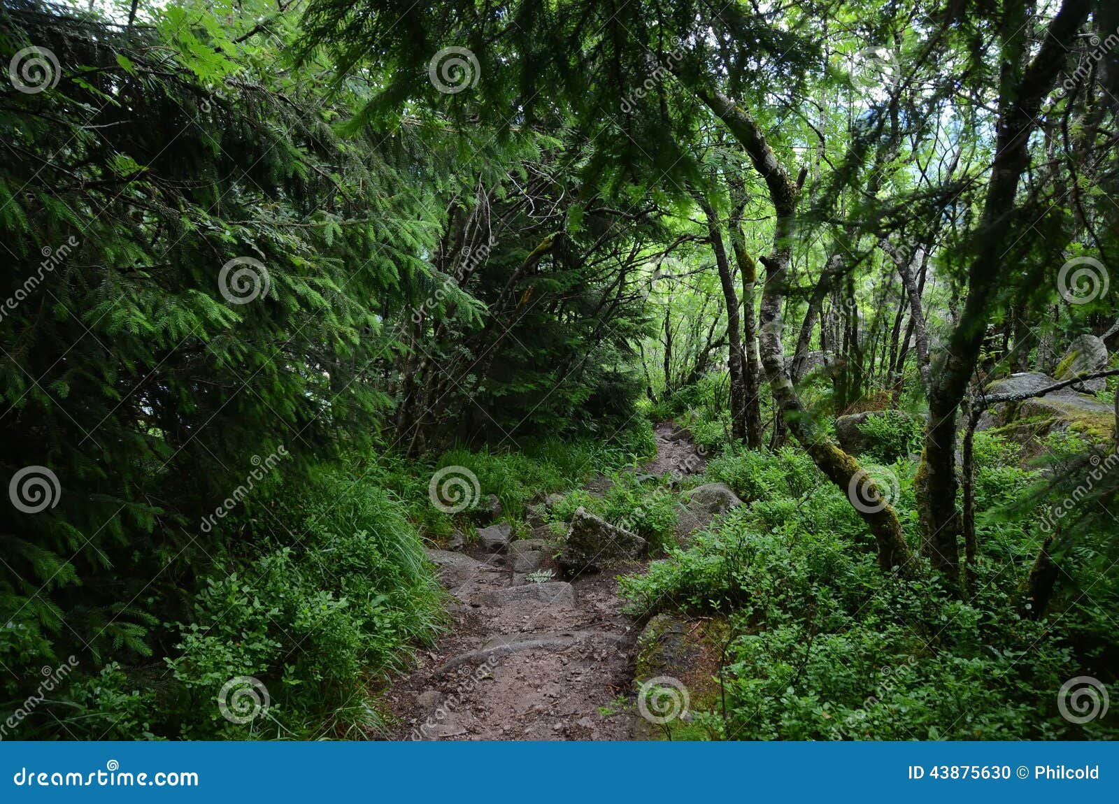 Vosges forest. View of the inside of a forest in the Vosges mountains. Photo taken on one of the paths starting from the White Lake, above the village of Orbey.