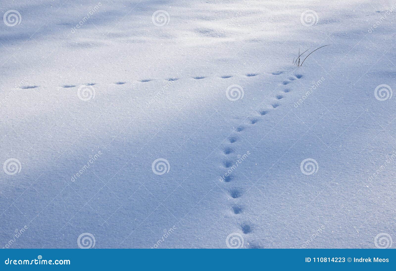 Vosvoetafdrukken in het vraagteken van de sneeuwvorm De sleep van de Meiekoseaard, Estland