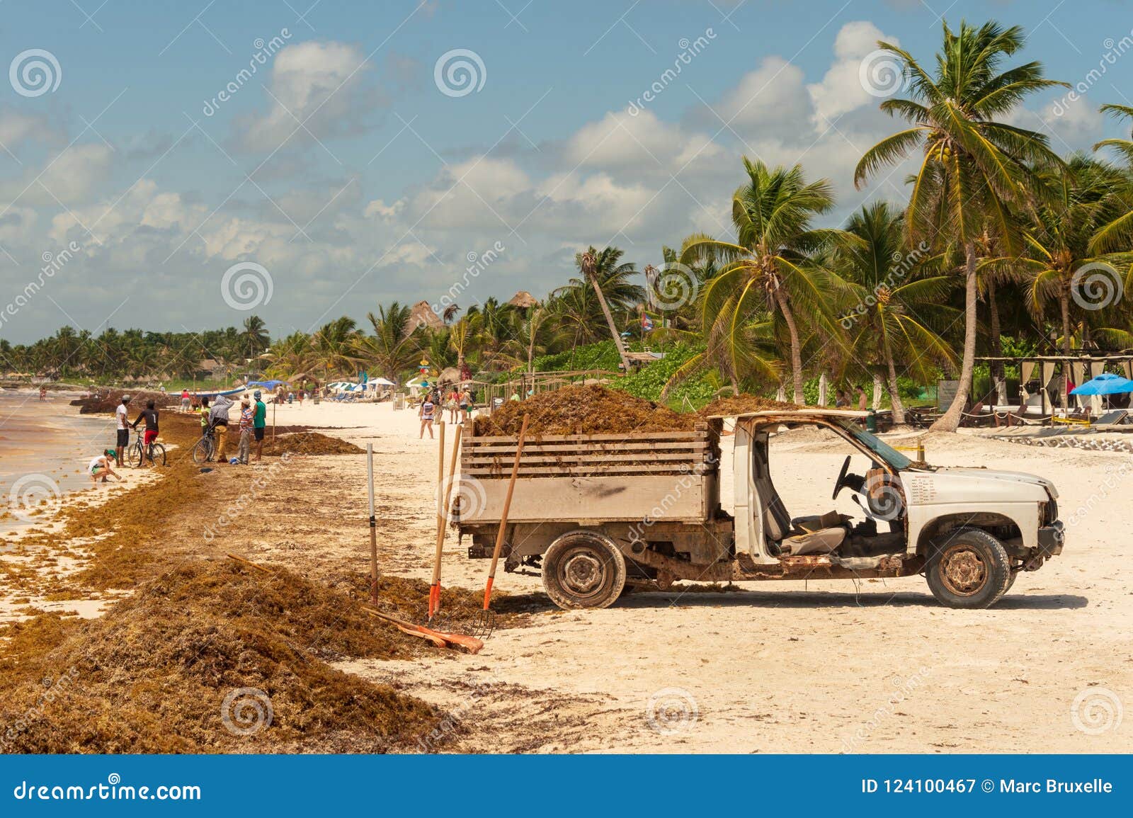 Vrachtwagen Met Sargassum-zeewier In Playa Paraiso Wordt ...