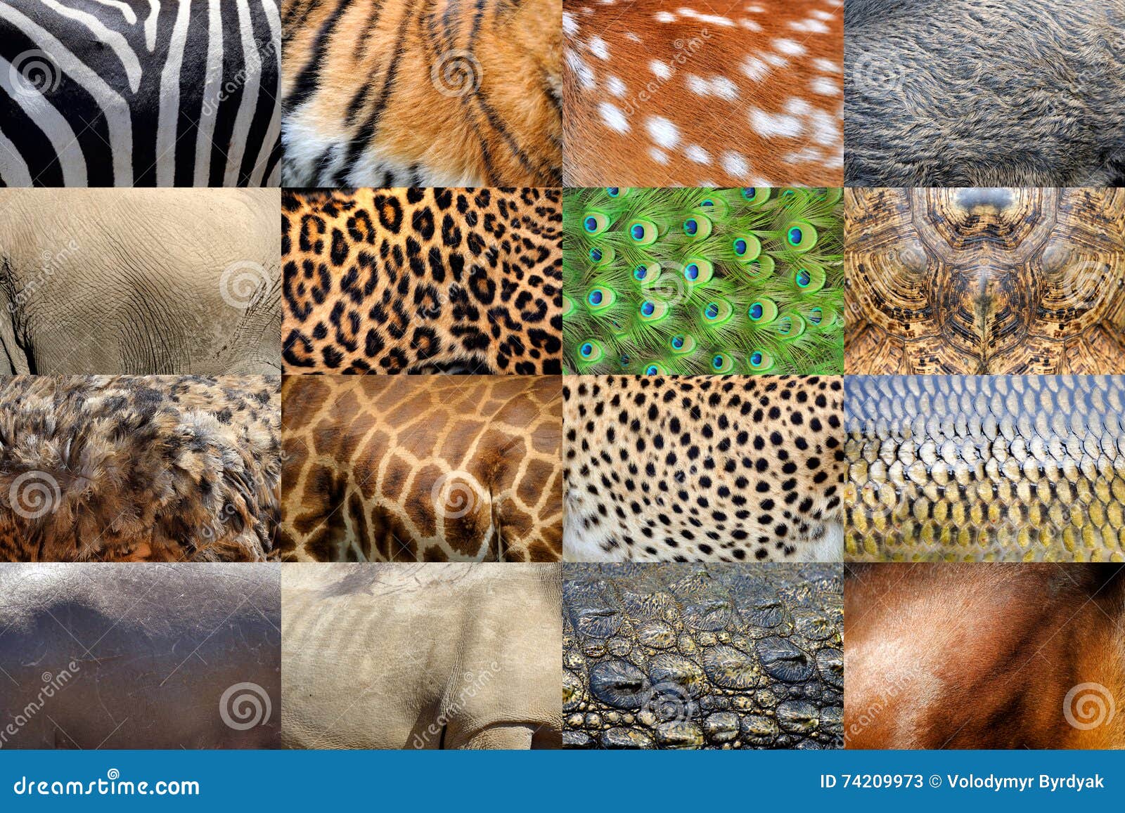 Vraie peau d'animaux image stock. Image du cuir, cerfs 74209973