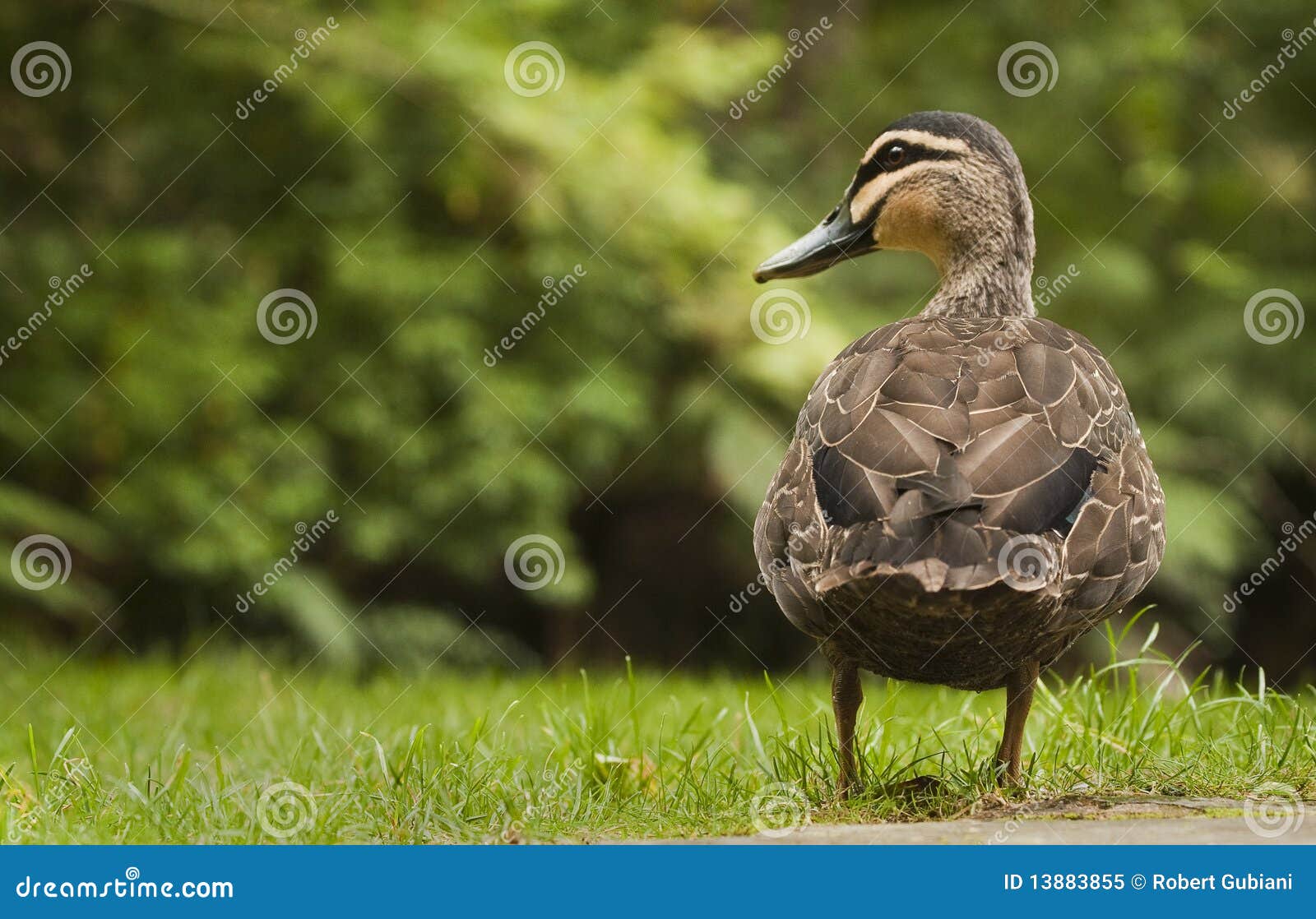 Vreedzame Zwarte Eend op gras. Vreedzame Zwarte Eend die zich op groen gras bevindt.