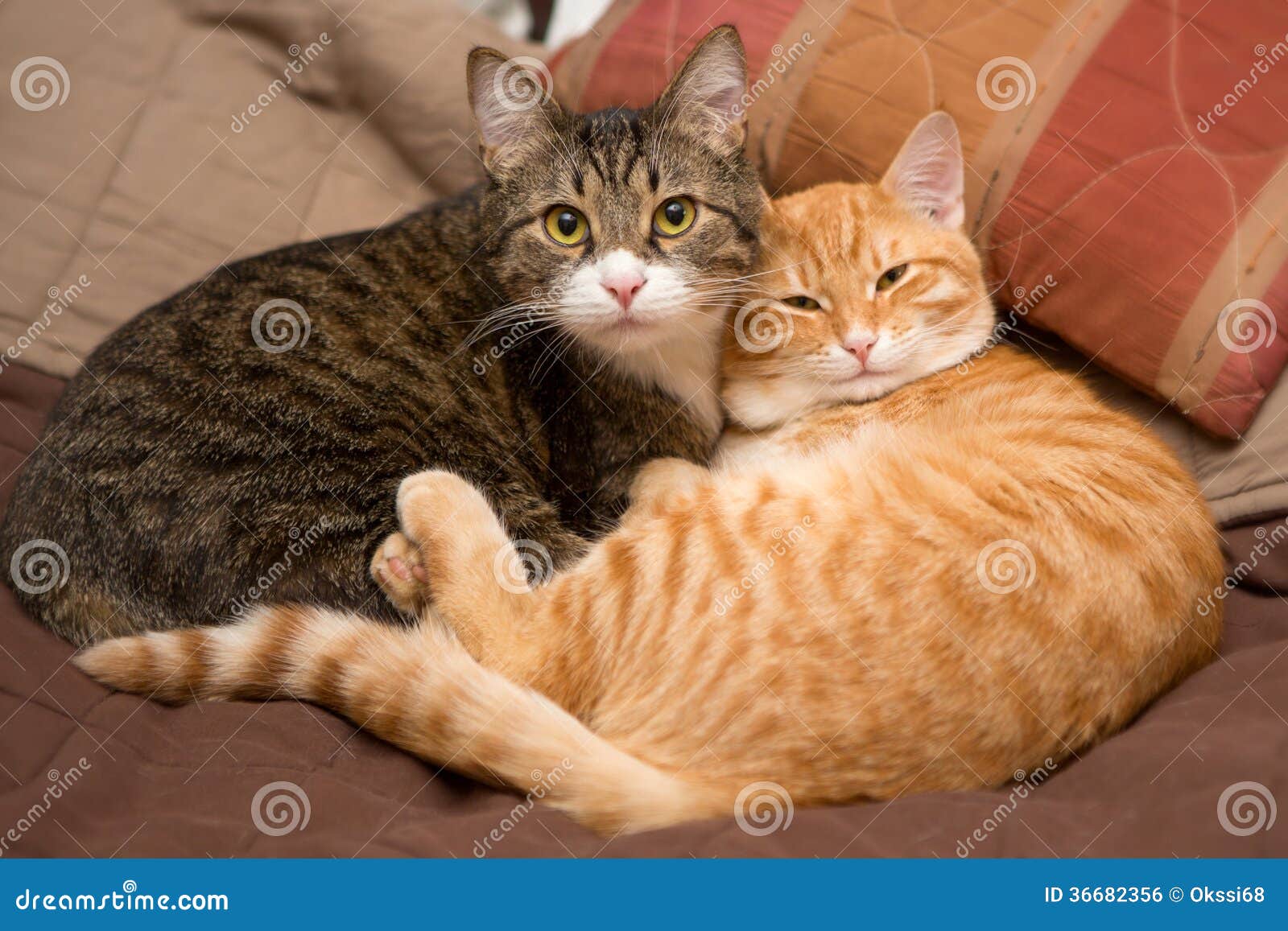 meer Titicaca dwaas overdrijven Vriendschap Van De Twee Katten Stock Foto - Image of vermoeid, zuiveren:  36682356