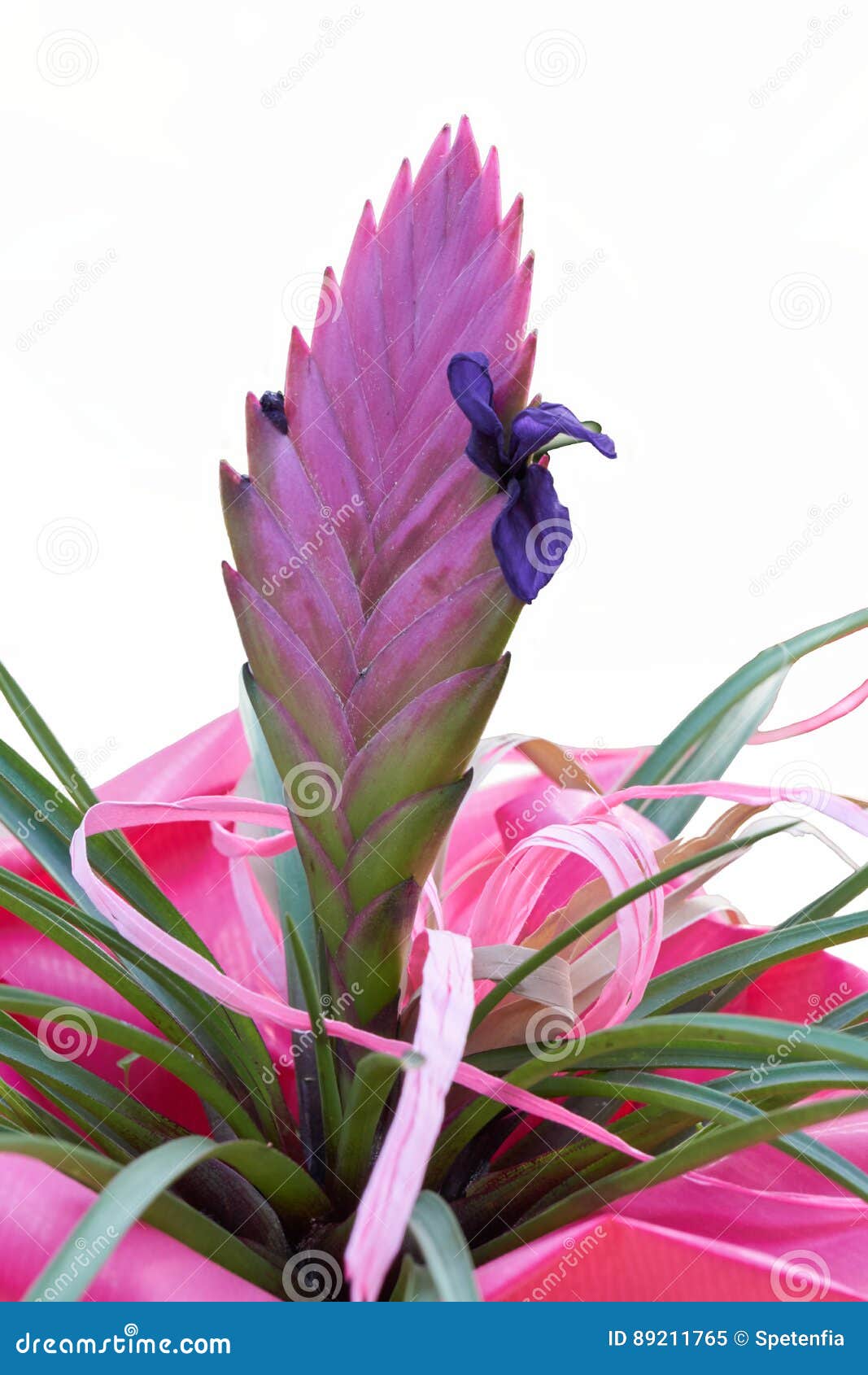 Vriesea Carinata Flower in the Vase Stock Image - Image of beautiful,  livingvase: 89211765