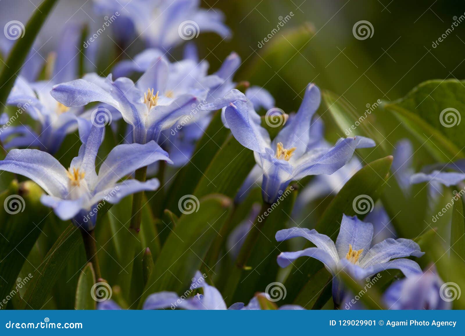 vroege sterhyacint, two-leaf squill, scilla bifolia