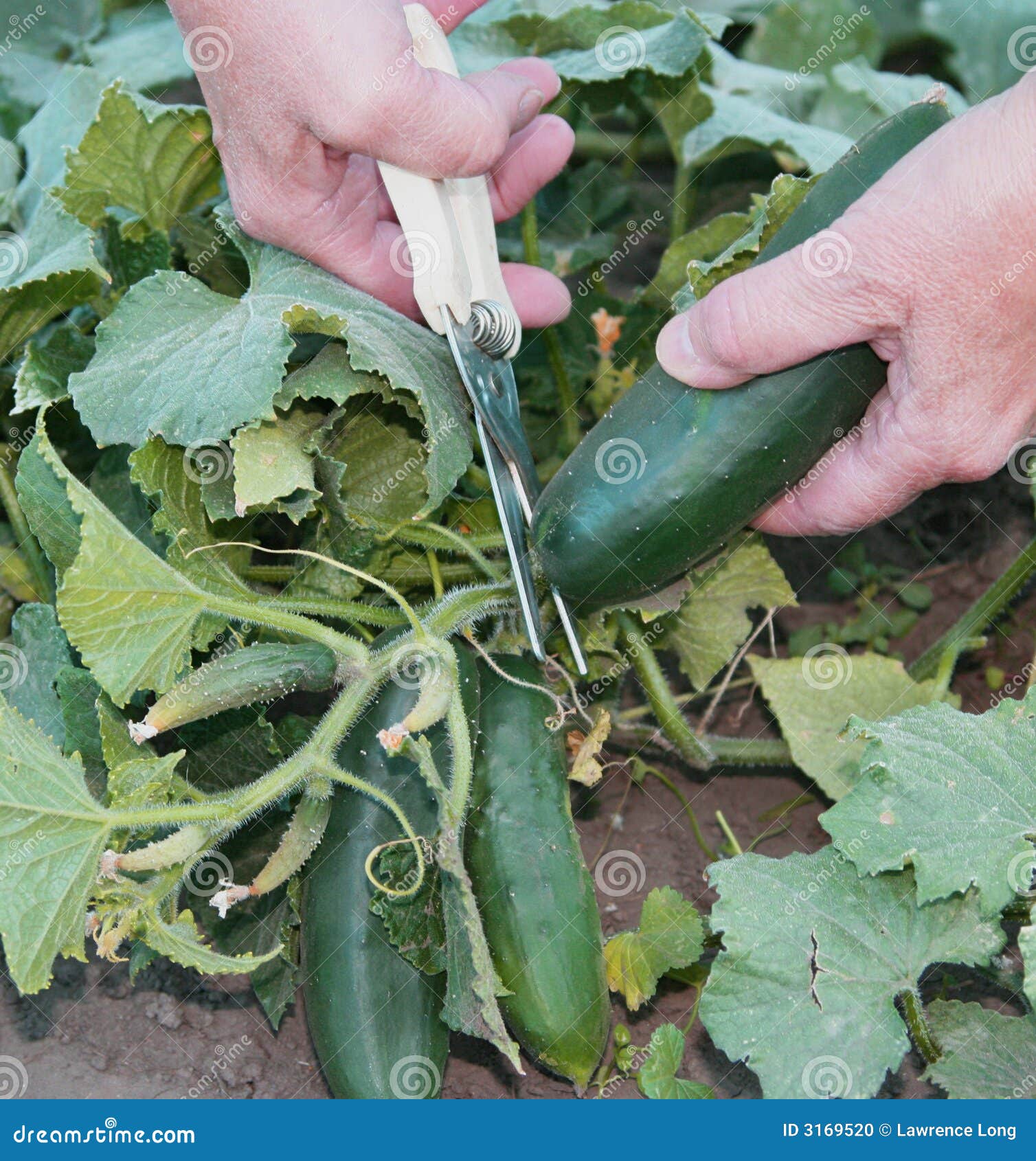 Vrouw die een komkommer knipt. Een vrouw die een tuin gebruikt scheert om een grote komkommer los te snijden.