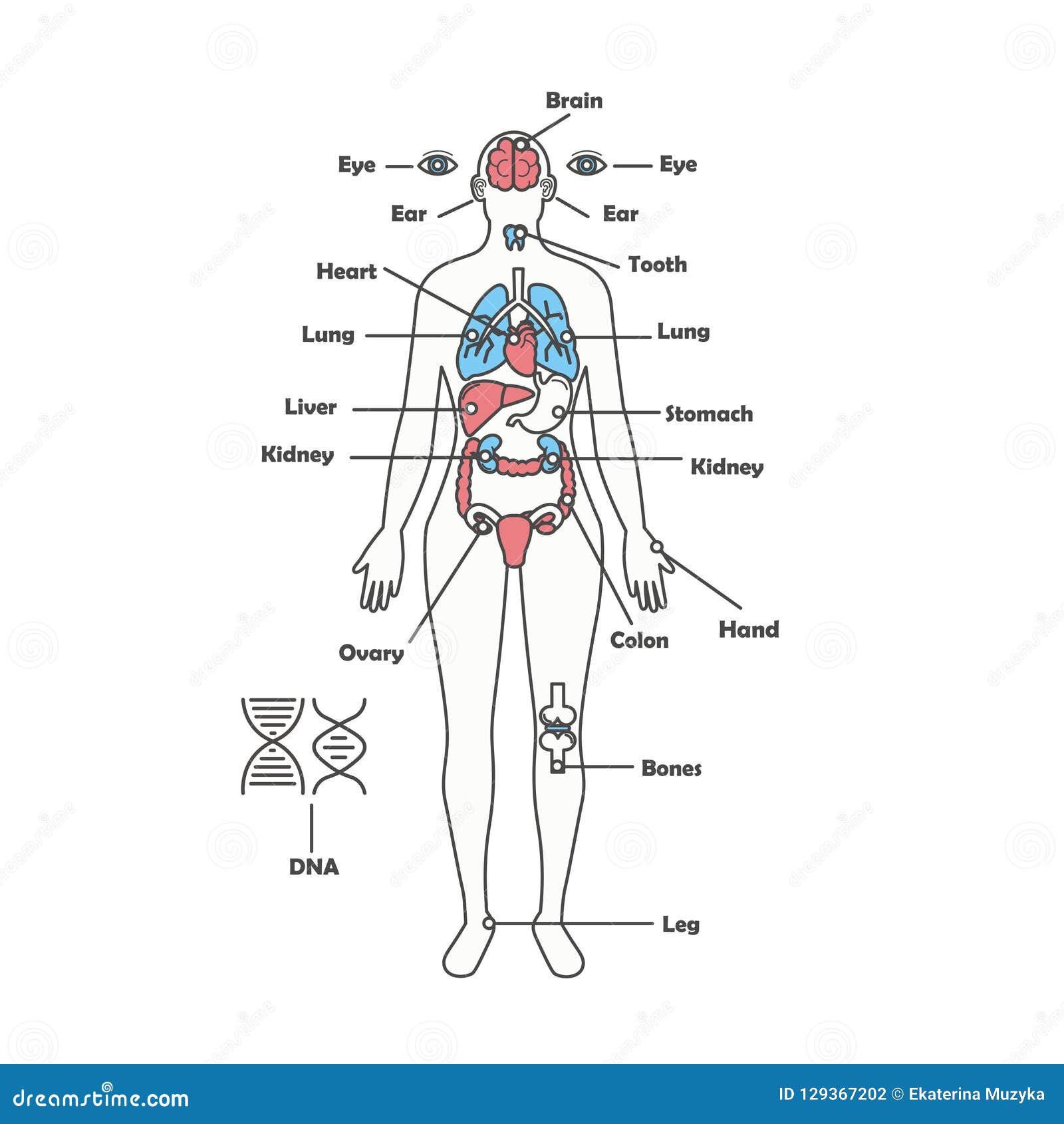 Vrouwelijk Menselijk Intern De Organen Vectordiagram Van Het vrouwelijk-menselijk-intern-de-organen-vectordiagram-van-het