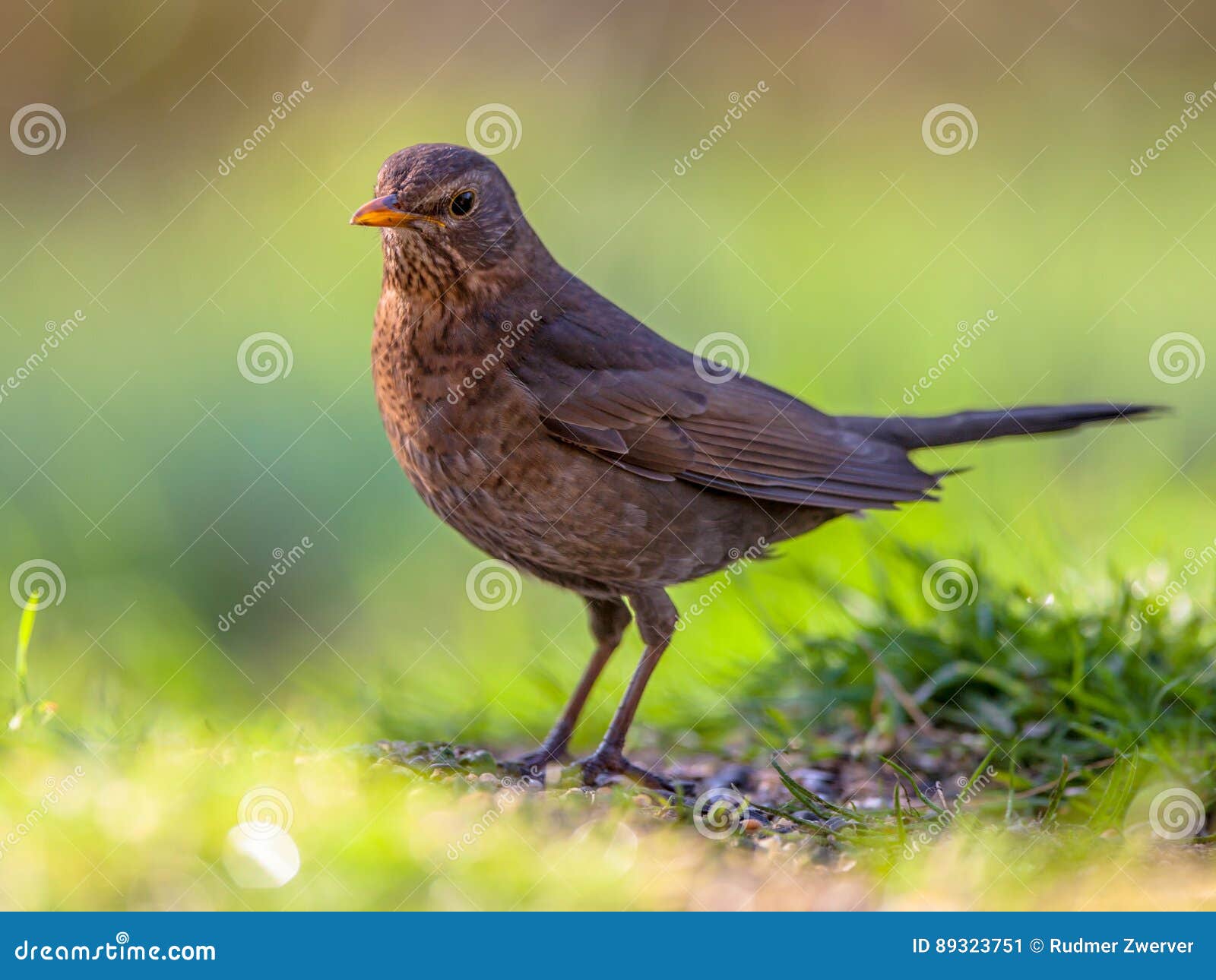 snel helaas ontploffing Vrouwelijke Merel Groene Achtergrond Stock Afbeelding - Image of dier,  achtergrond: 89323751