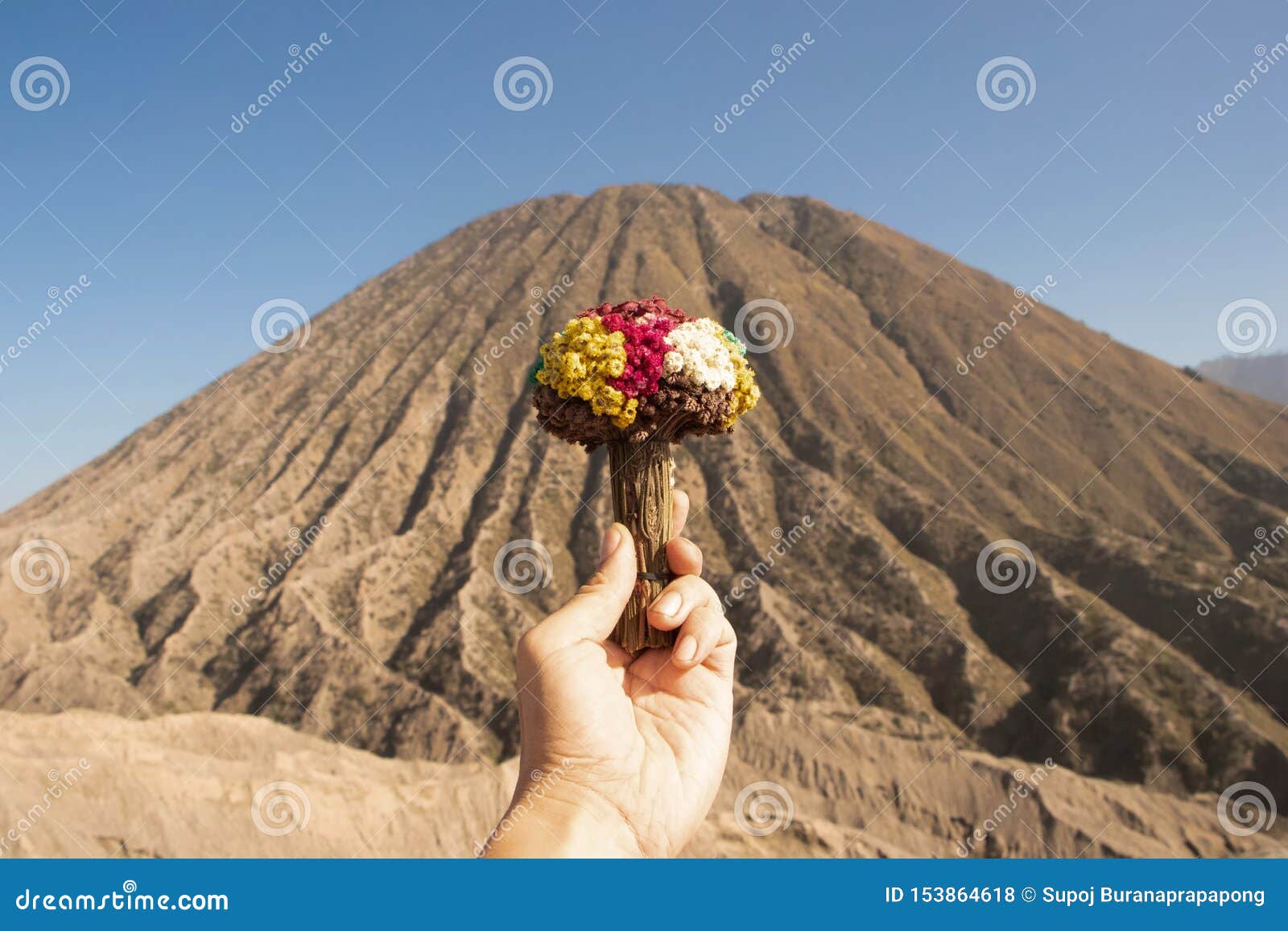 Vrouwelijke toeristen houden traditiebloem in haar hand op Mount Bromo Indonesia, beroemde attractie voor toeristen in Tengger. Vrouwelijke toeristen houden traditiebloem in haar hand op de Mount Bromo Indonesia, beroemde attractie voor toeristen in Tengger massif, Java, Indonesië