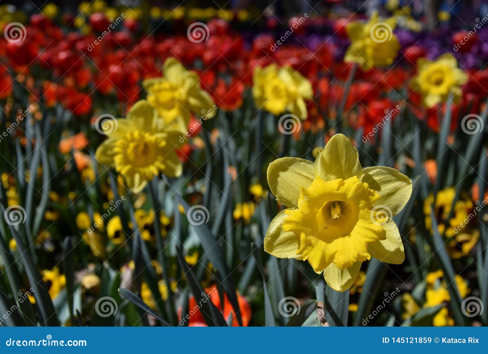 Vue à Une Jonquille Jaune Narcissus Flower Au Printemps Image stock - Image  du frais, ornemental: 145121859