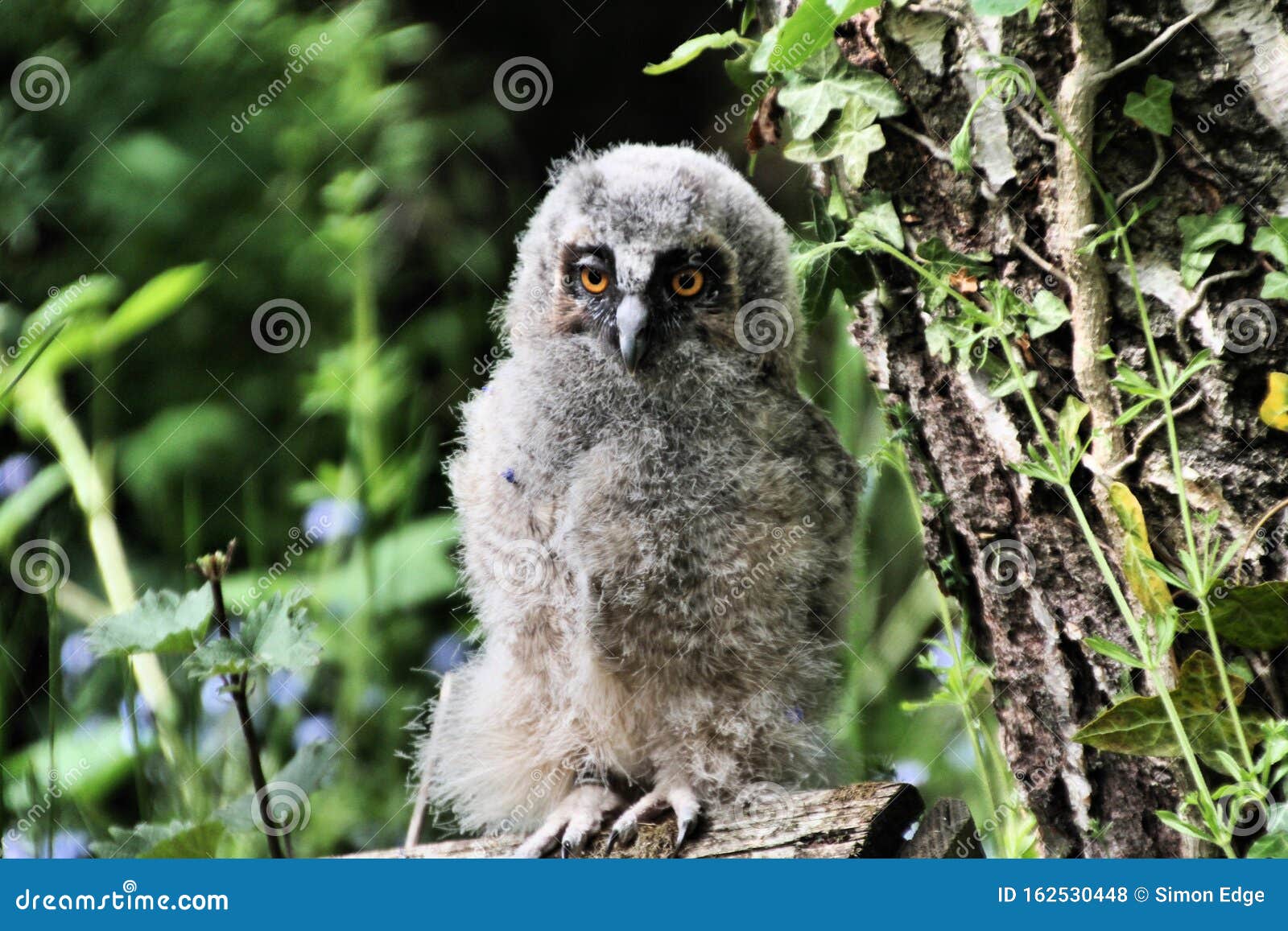 Vue D Un Bebe Hibou A Longue Aureole Photo Stock Image Du Rapaces Nature Vue D Un Bebe Hibou A Longue Aureole Photo Stock Image Du Rapaces Nature