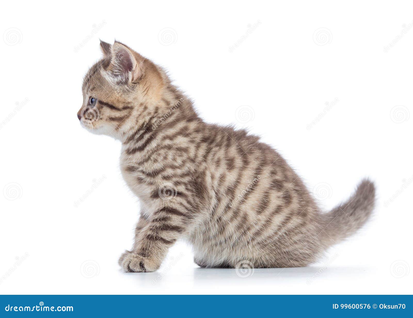 Vue De Cote De Chat De Profil Ecossais De Chaton D Isolement Sur Le Blanc Photo Stock Image Du Aimable Piece
