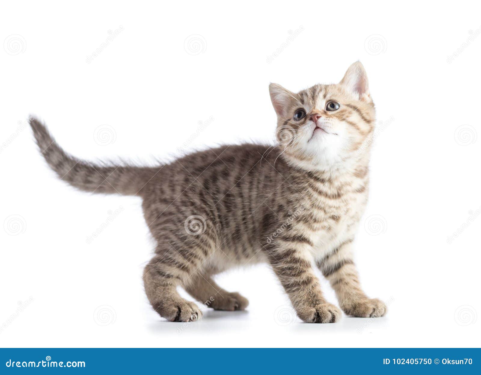 Vue De Cote De Chat De Profil Debout Mignon De Chaton Au Dessus Du Coupe Circuit Blanc De Fond Photo Stock Image Du Isolement Animal