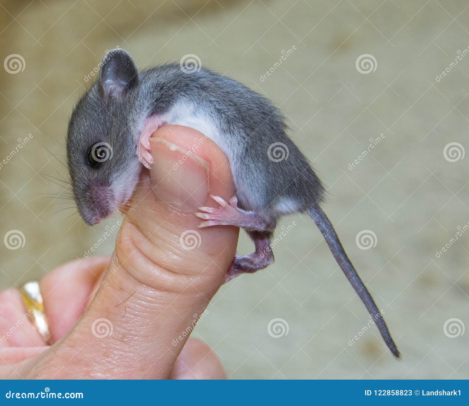 Vue De Cote D Une Souris De Maison De Bebe Accrochant Dessus A Un Pouce Humain Image Stock Image Du Brun Souillez