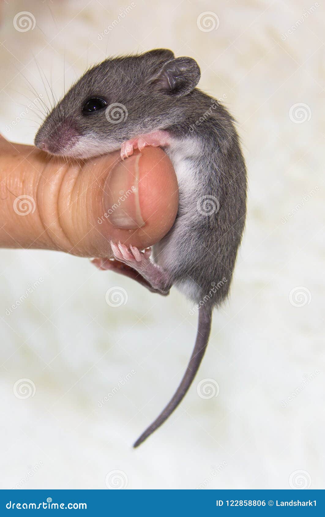 Vue De Cote D Une Souris De Maison De Bebe Accrochant Sur Un Pouce Photo Stock Image Du Mange Souris