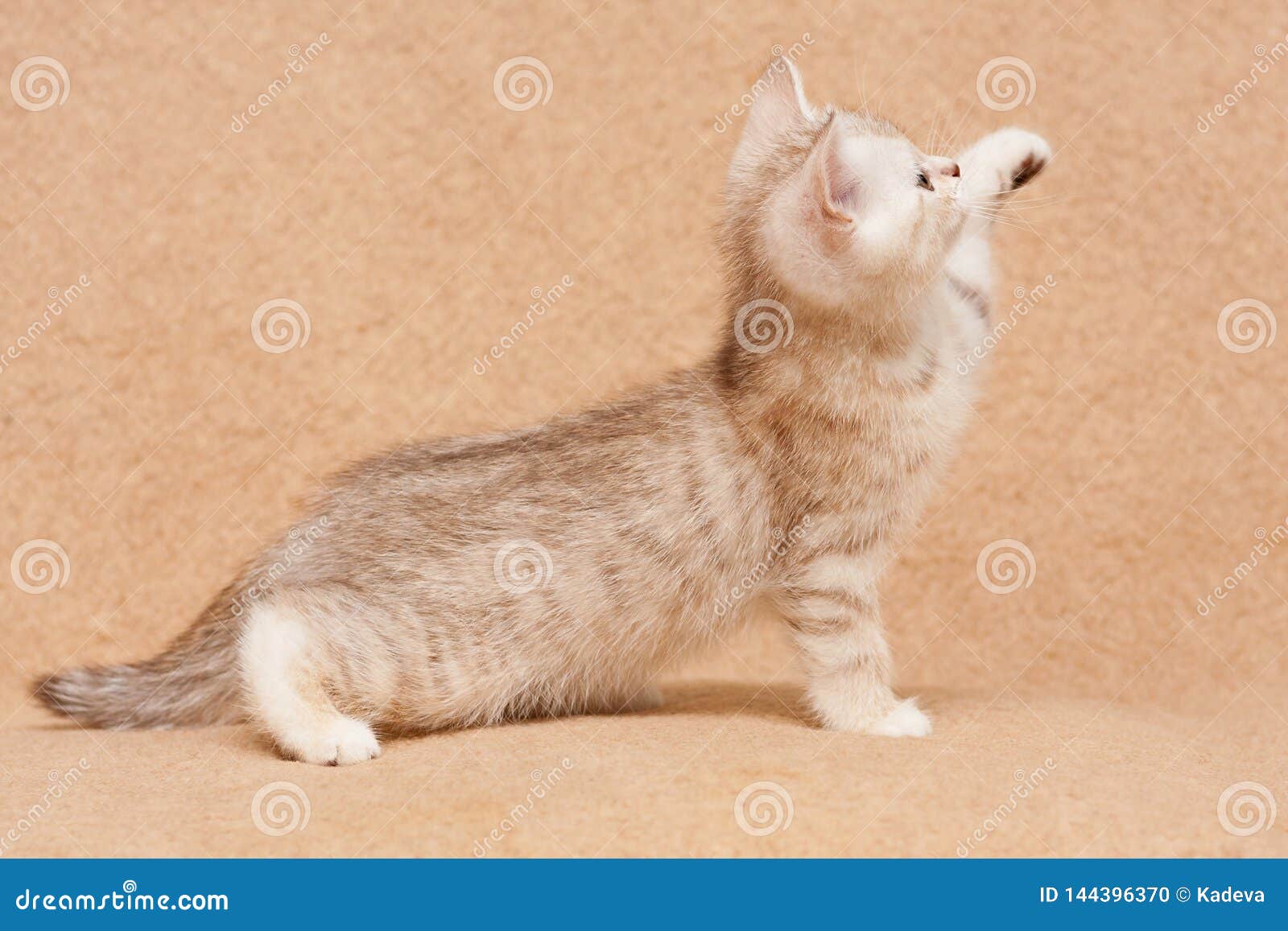 Vue De Cote De Petite De Chaton De Chocolat D Argent Couleur Britannique De Tigre Photo Stock Image Du Domestique Expression Vue De Cote De Petite De Chaton De Chocolat D Argent Couleur Britannique De Tigre Photo Stock Image Du Domestique Expression