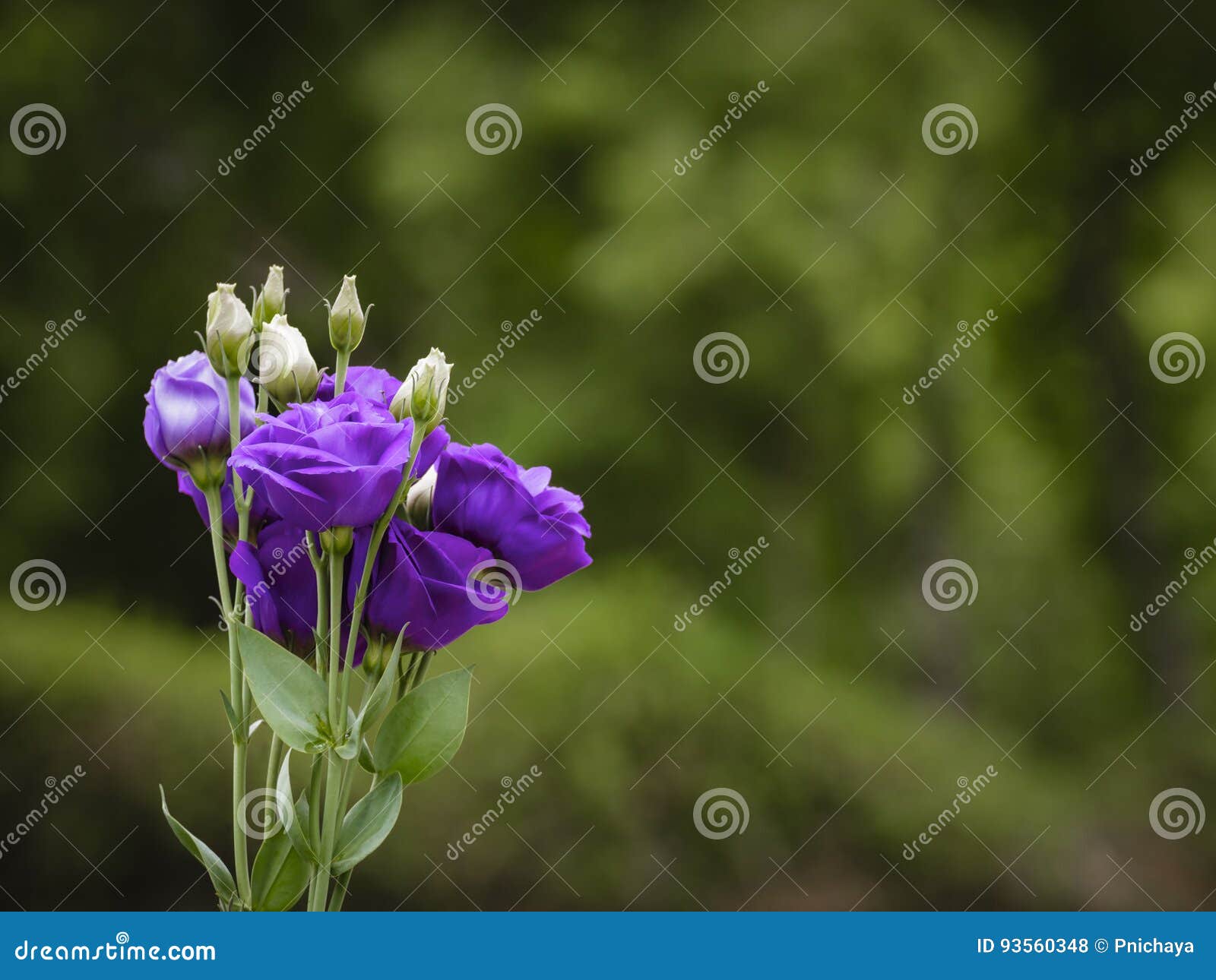Vue De Côté De Lisianthus Pourpre Fleur Comme Une Rose