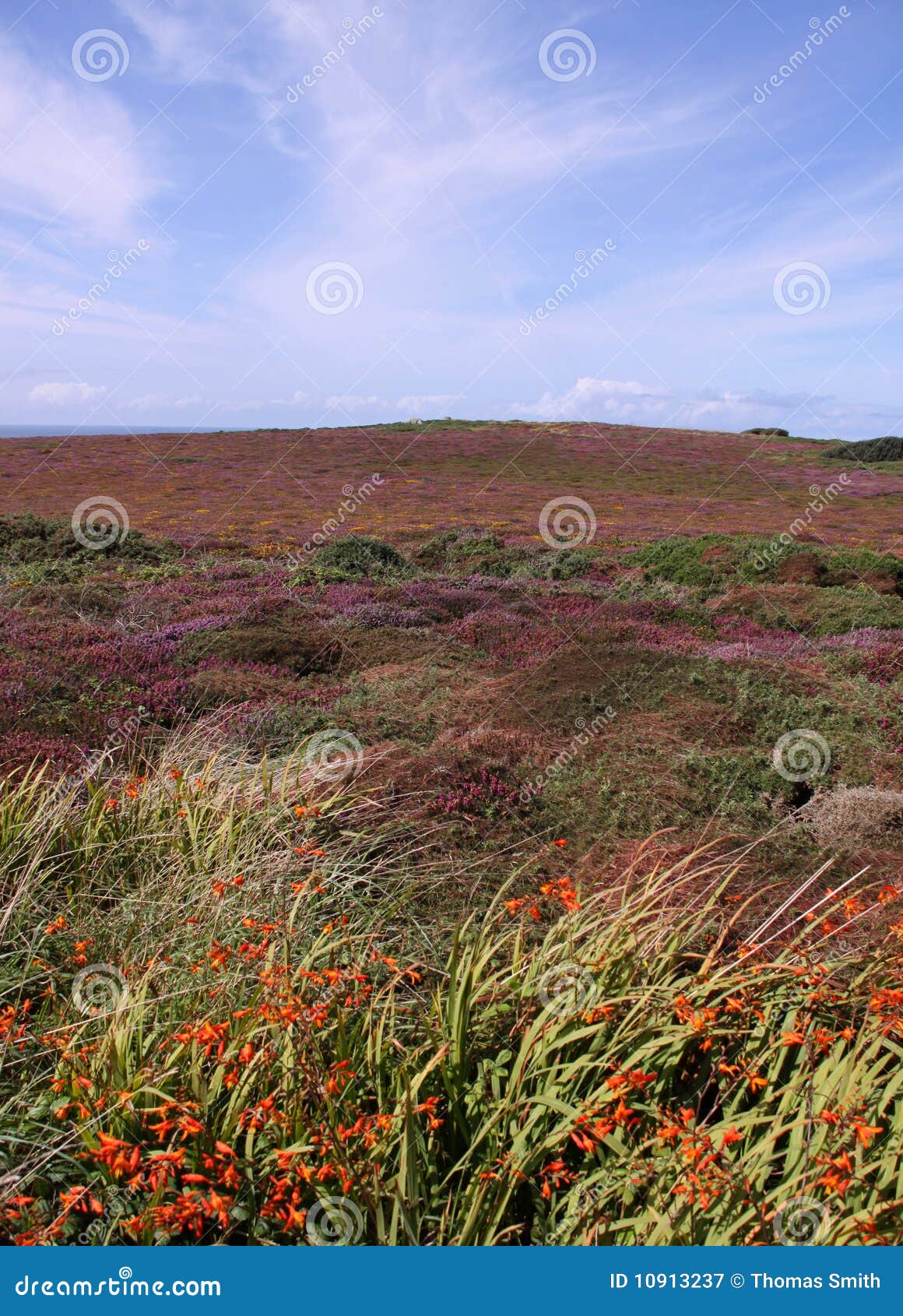 Vue de pré de campagne des fleurs et des plantes. Amarrez/horizontal rural de lande de lichen, de mousse, de fleurs, de ciel bleu et de nuages