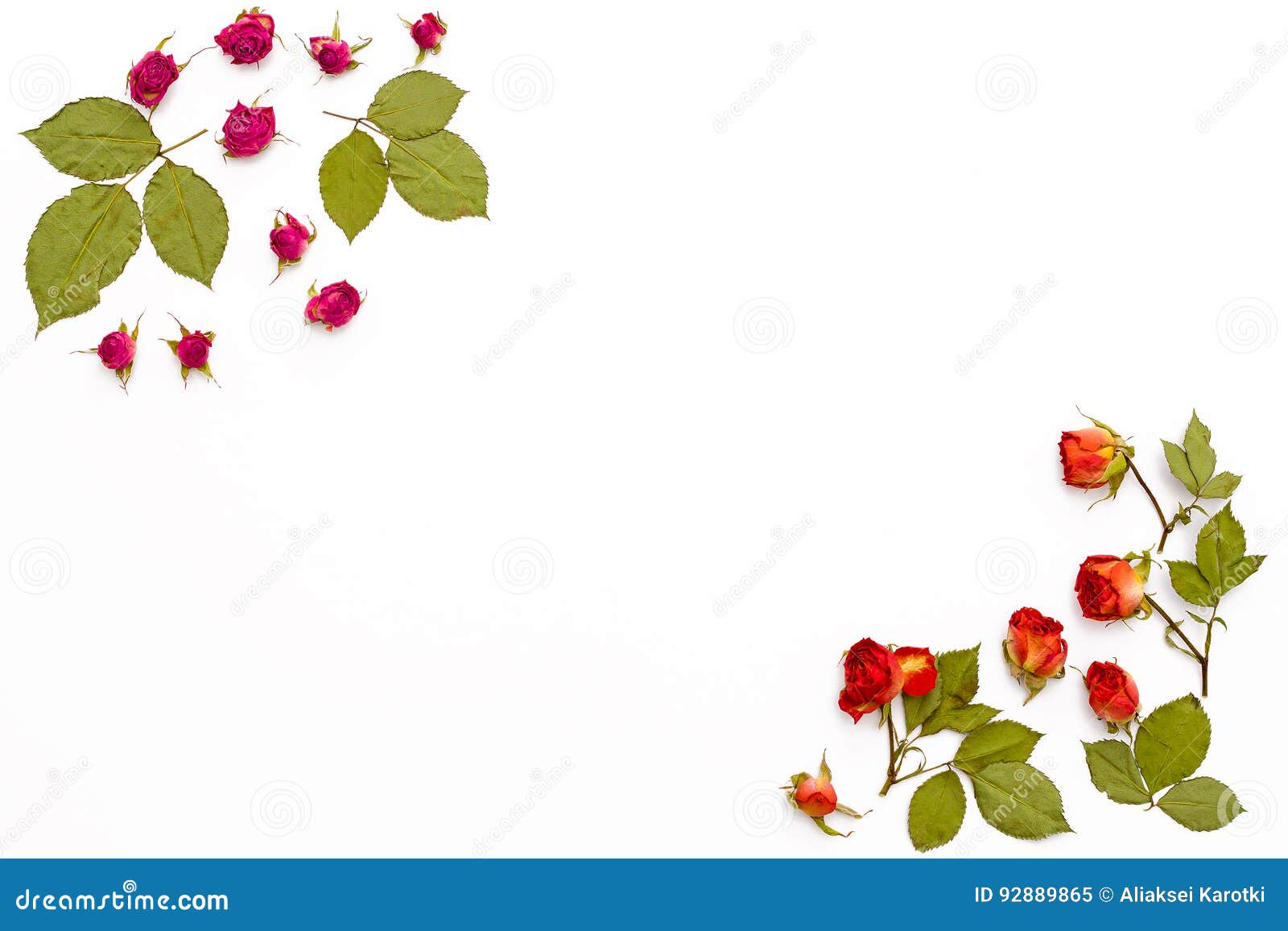 Vue Des Roses De Fleurs Sur Un Fond Blanc Modele De Fleur Pour Des Cartes De Voeux Pour L Anniversaire Mariage Jour Du S De M Image Stock Image Du Roses Vue Des Roses De Fleurs Sur Un Fond Blanc Modele De Fleur Pour Des Cartes De Voeux Pour L Anniversaire Mariage Jour Du S De M Image Stock Image Du Roses
