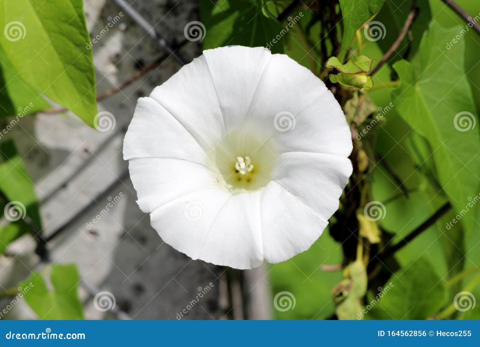 Vue Frontale De La Grande Fleur De Foulée Ou De Convolvulus Arvensis Plante  Vivace Fleur Blanche En Fleurs Entourée De Feuilles V Photo stock - Image  du possession, local: 164562856