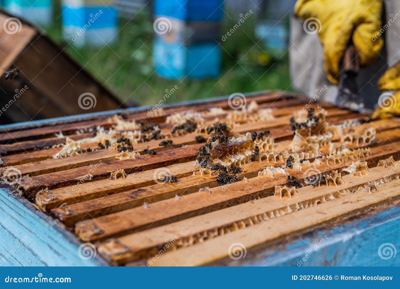 Vue Rapprochée Des Insectes Abeilles Sur Le Cadre En Nid D'abeille Cadres  De Ruche à Corps Ouvert