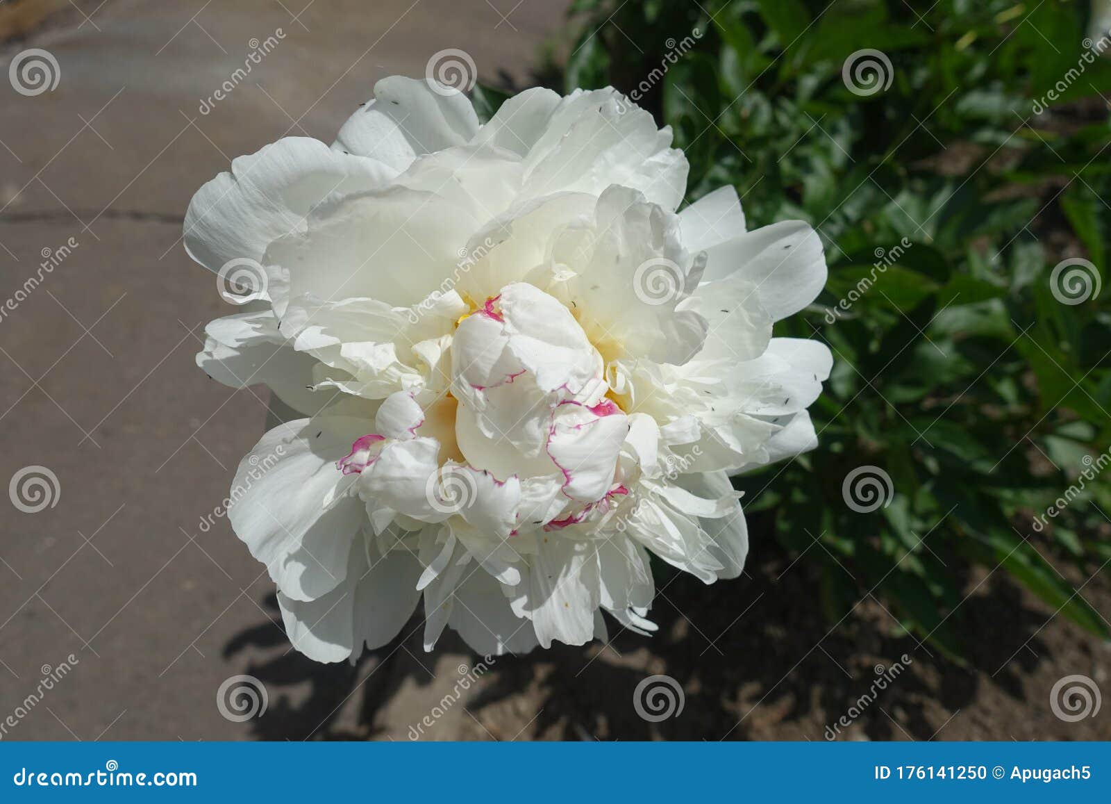 Vue Rapprochée De La Fleur Blanche De Pivoine Commune En Mai Photo stock -  Image du lame, pouvez: 176141250