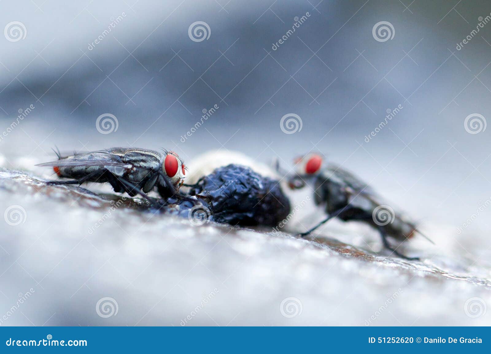 Vuela el insecto foto de archivo. Imagen de insectos 51252620