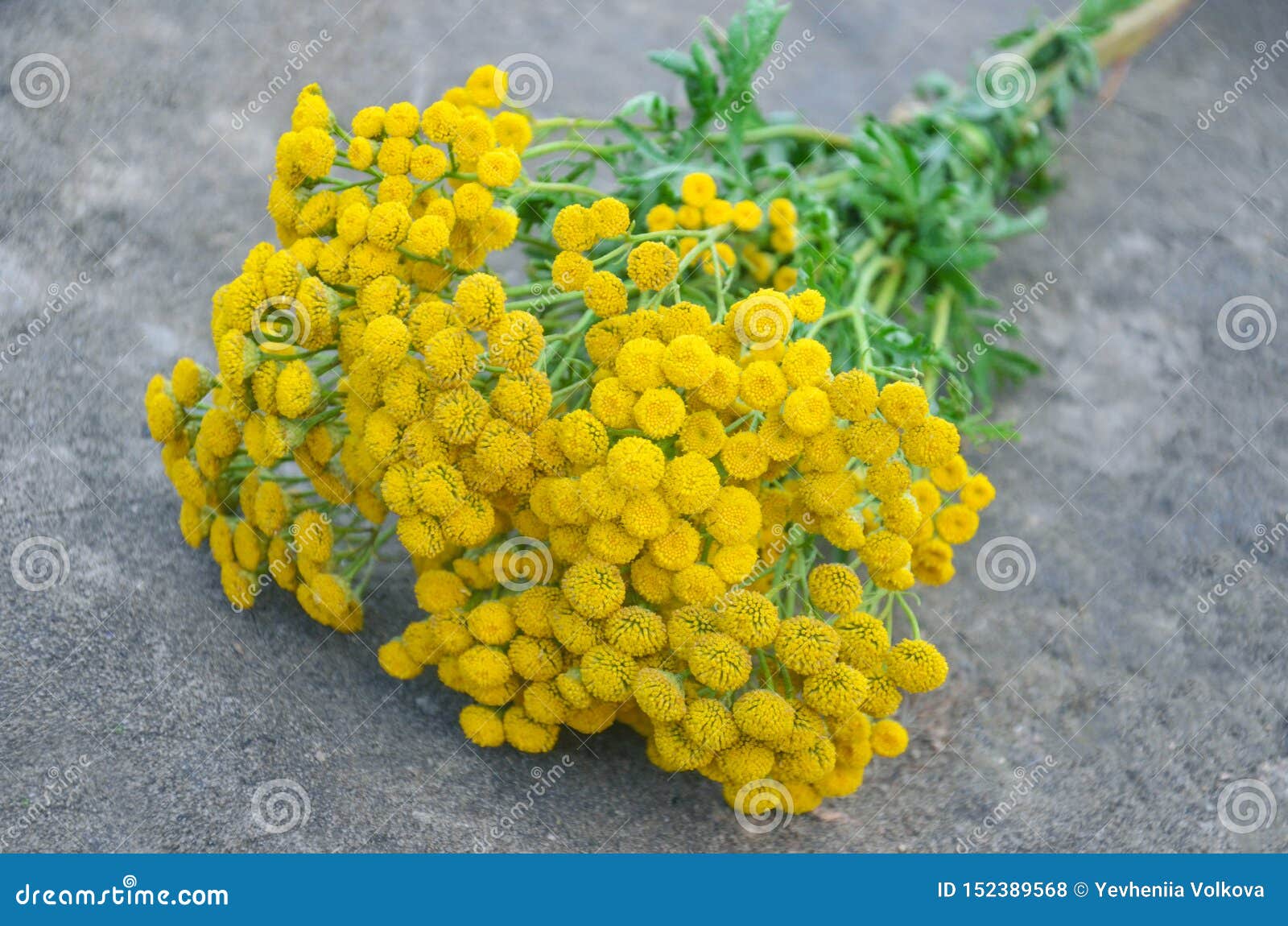 Пижма Девичья Купить Семена