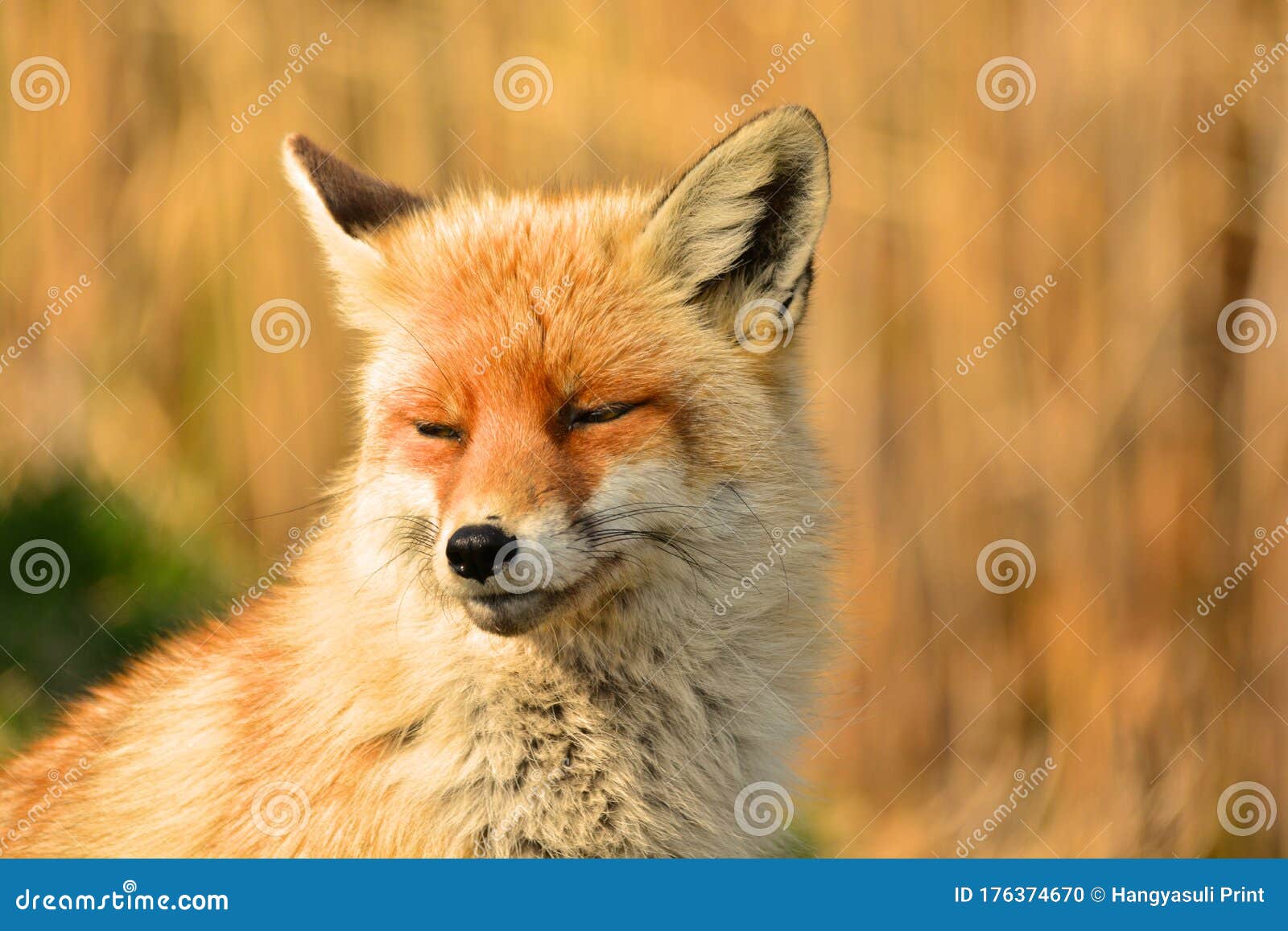 vulpes vulpes - red fox