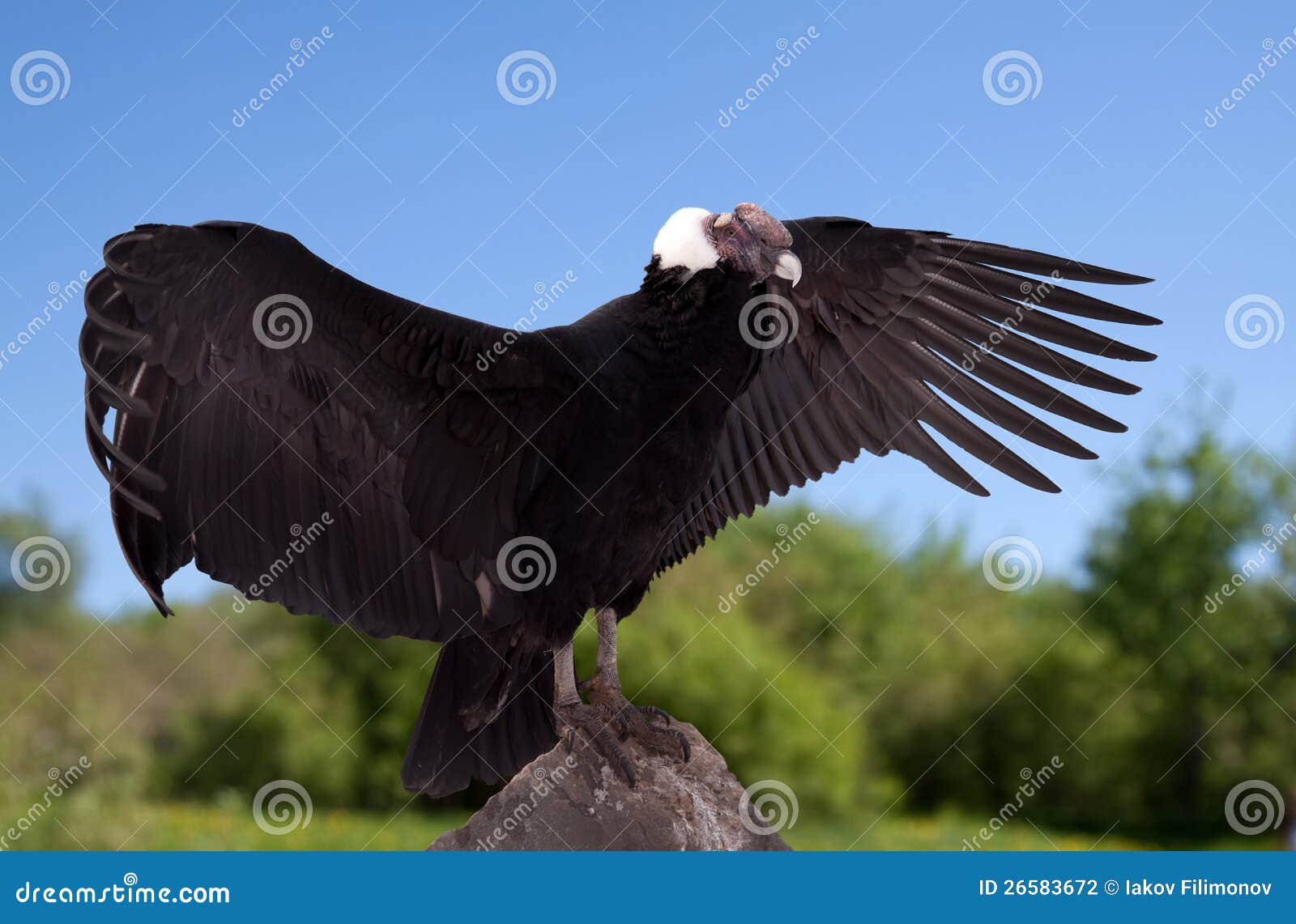 vultur gryphus in wildness area