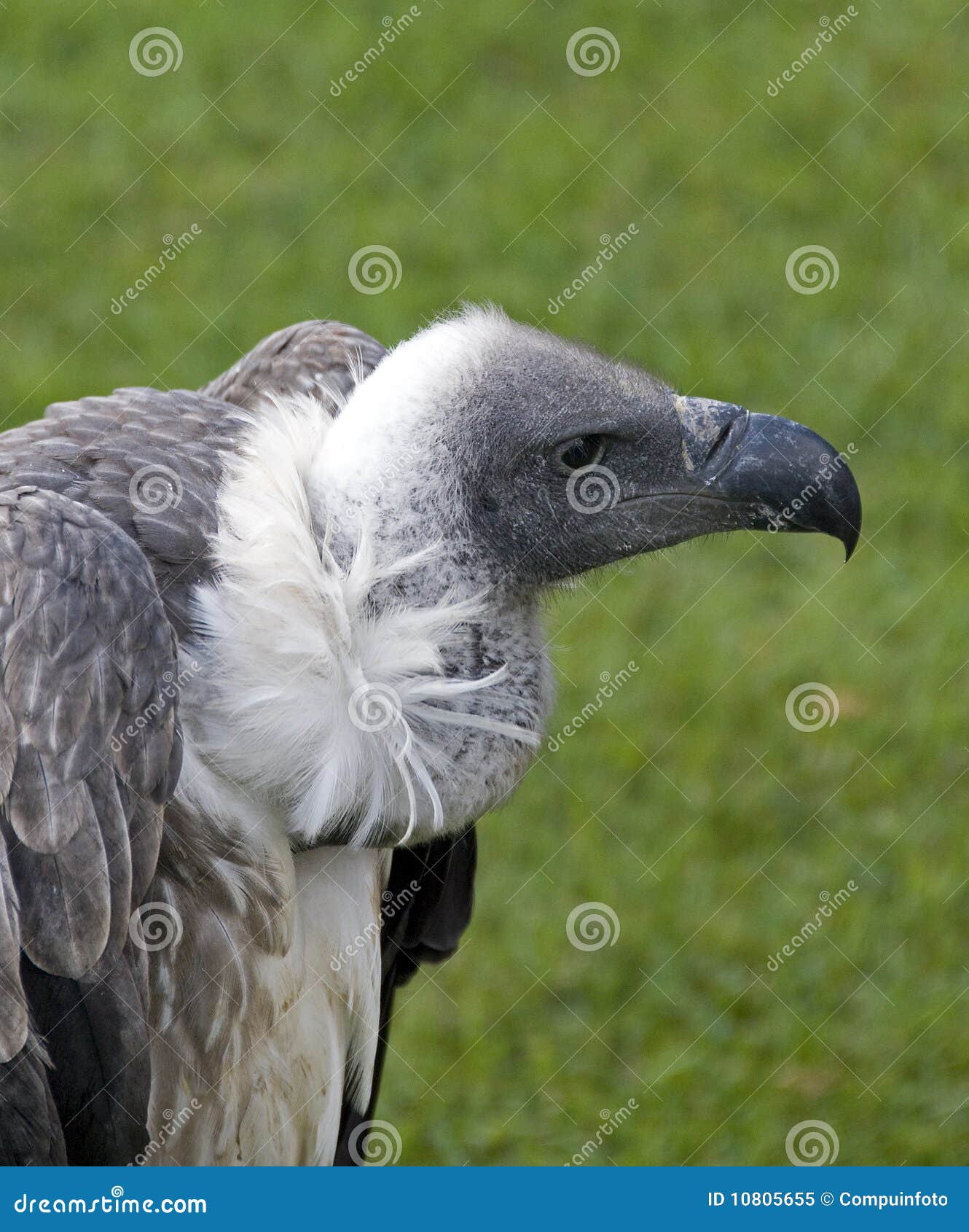 Vulture stock image. Image of facial, natural, beak, bill - 10805655