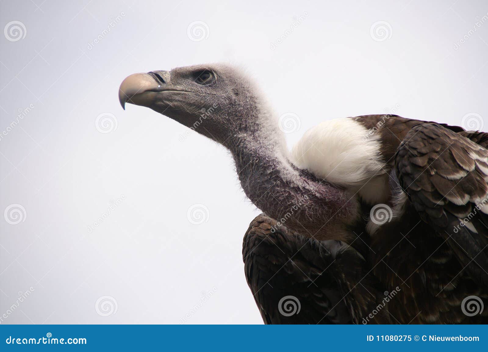 Vulture stock image. Image of scavenger, predatory, wild - 11080275