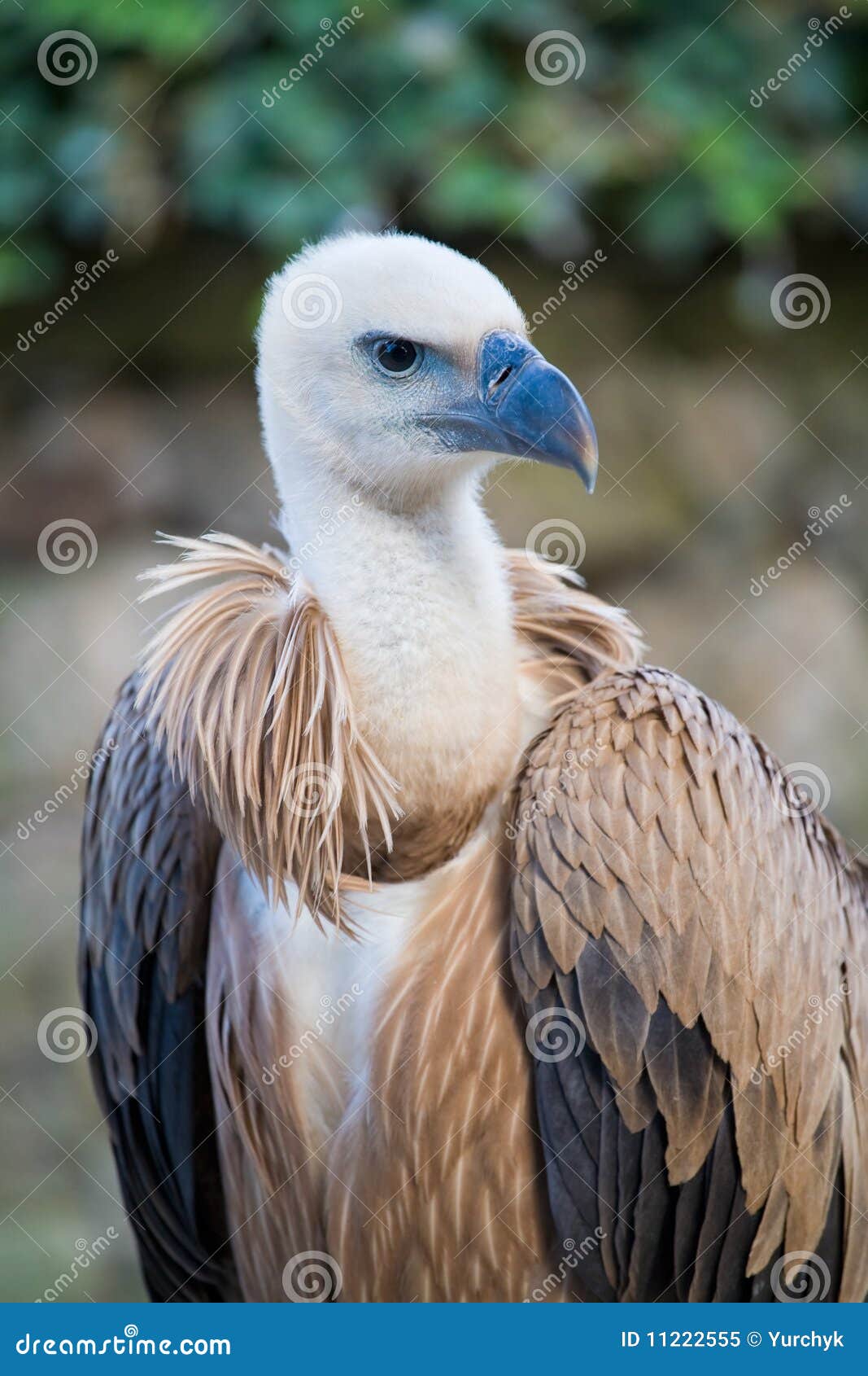 Vulture stock image. Image of alert, plumage, falconry - 11222555