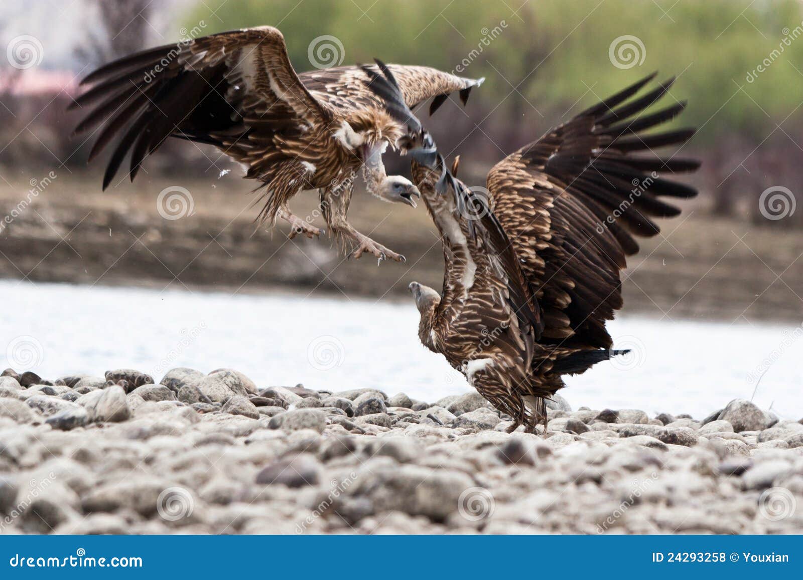 Vulture. The Yarlung Zangbo River on the plateau.It can provide RAW format.