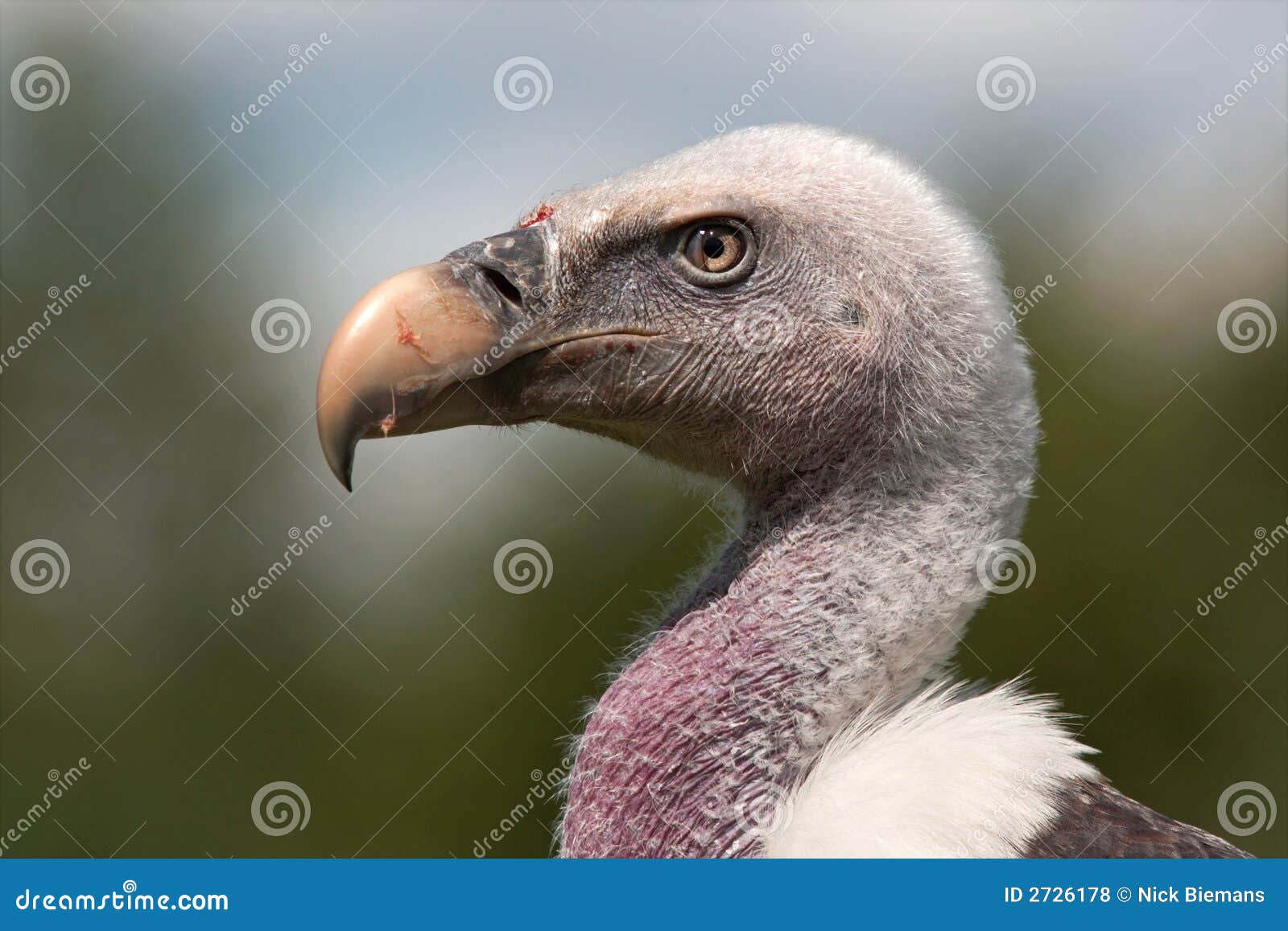 Vulture, Ruppel s Griffon, a portrait