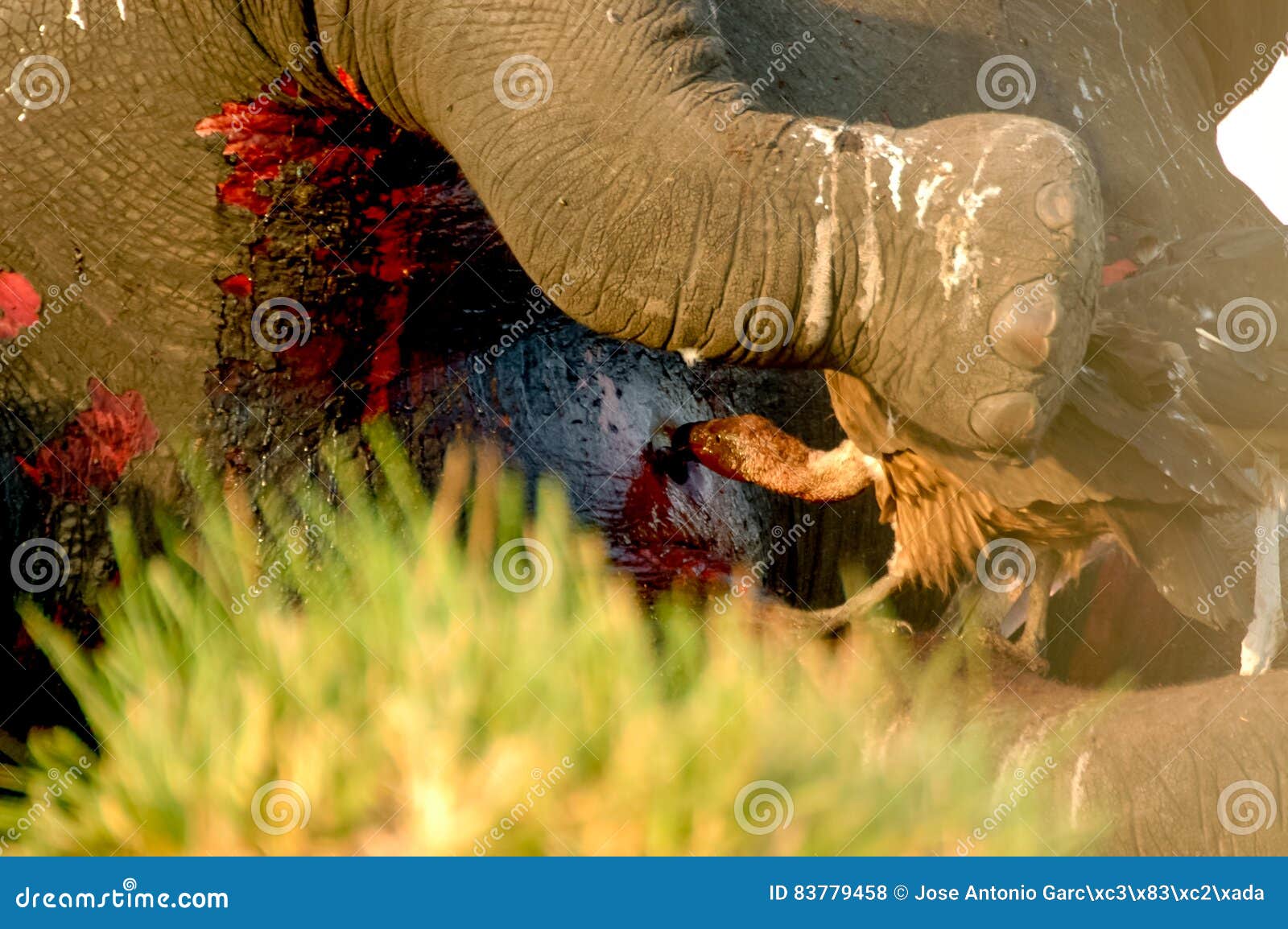 Vulture attack Elephant stock photo. Image of animals - 83779458