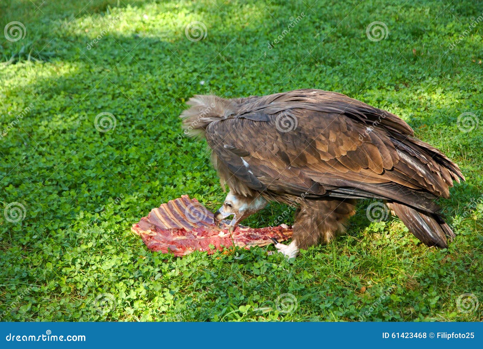 Vulture eats carrion stock photo. Image of eater, group 61423468
