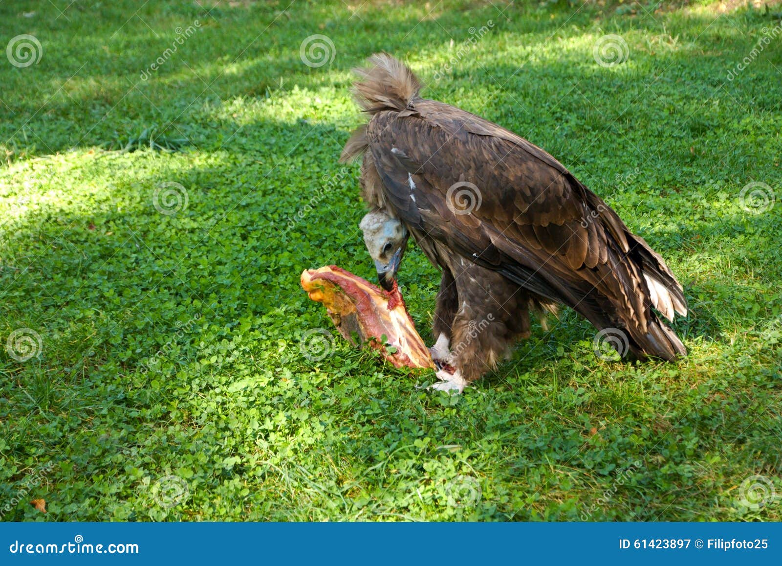 Vulture eats carrion stock image. Image of animal, animals 61423897